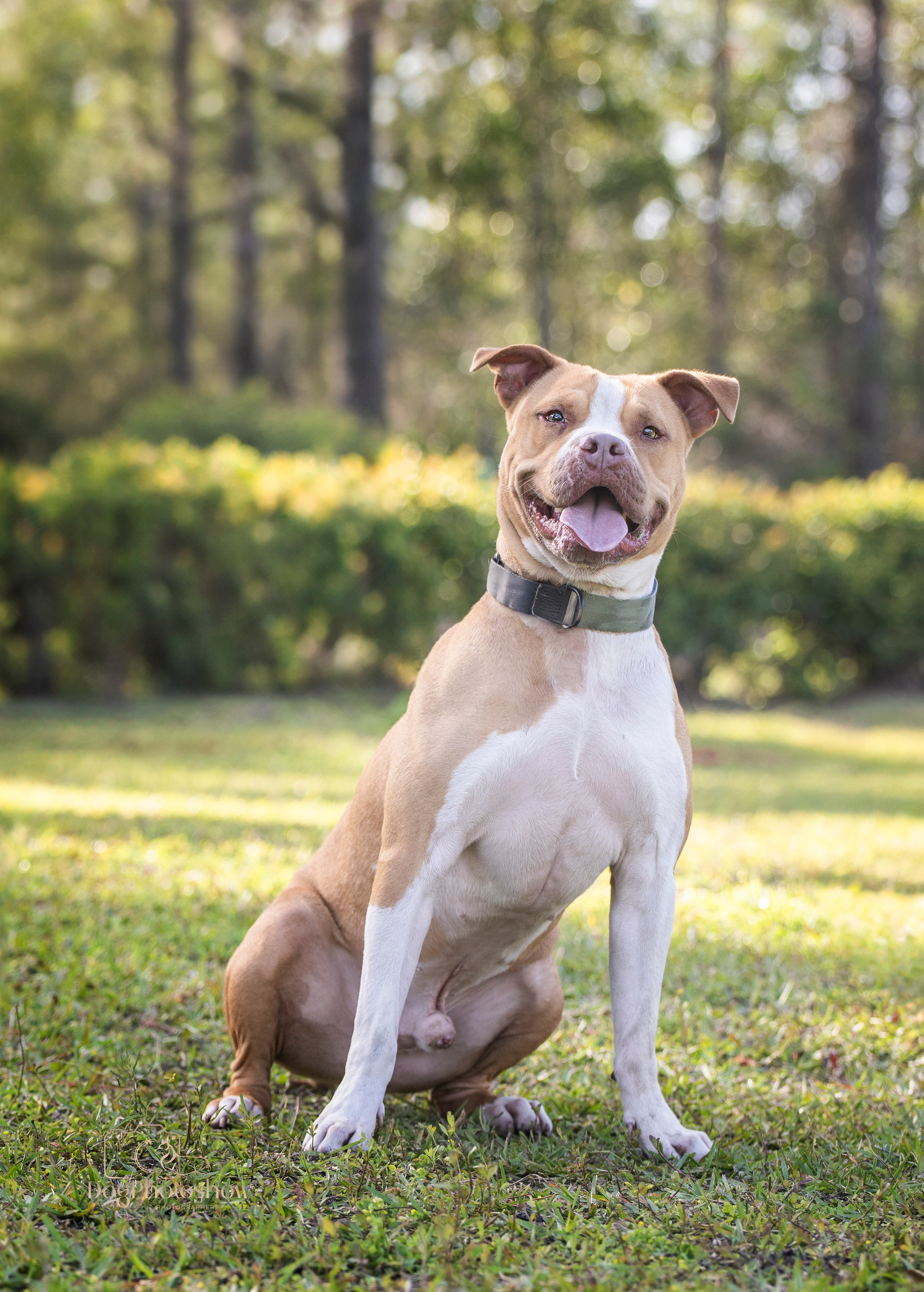 📸 9. Katerina Royter Pet Photographer North Florida