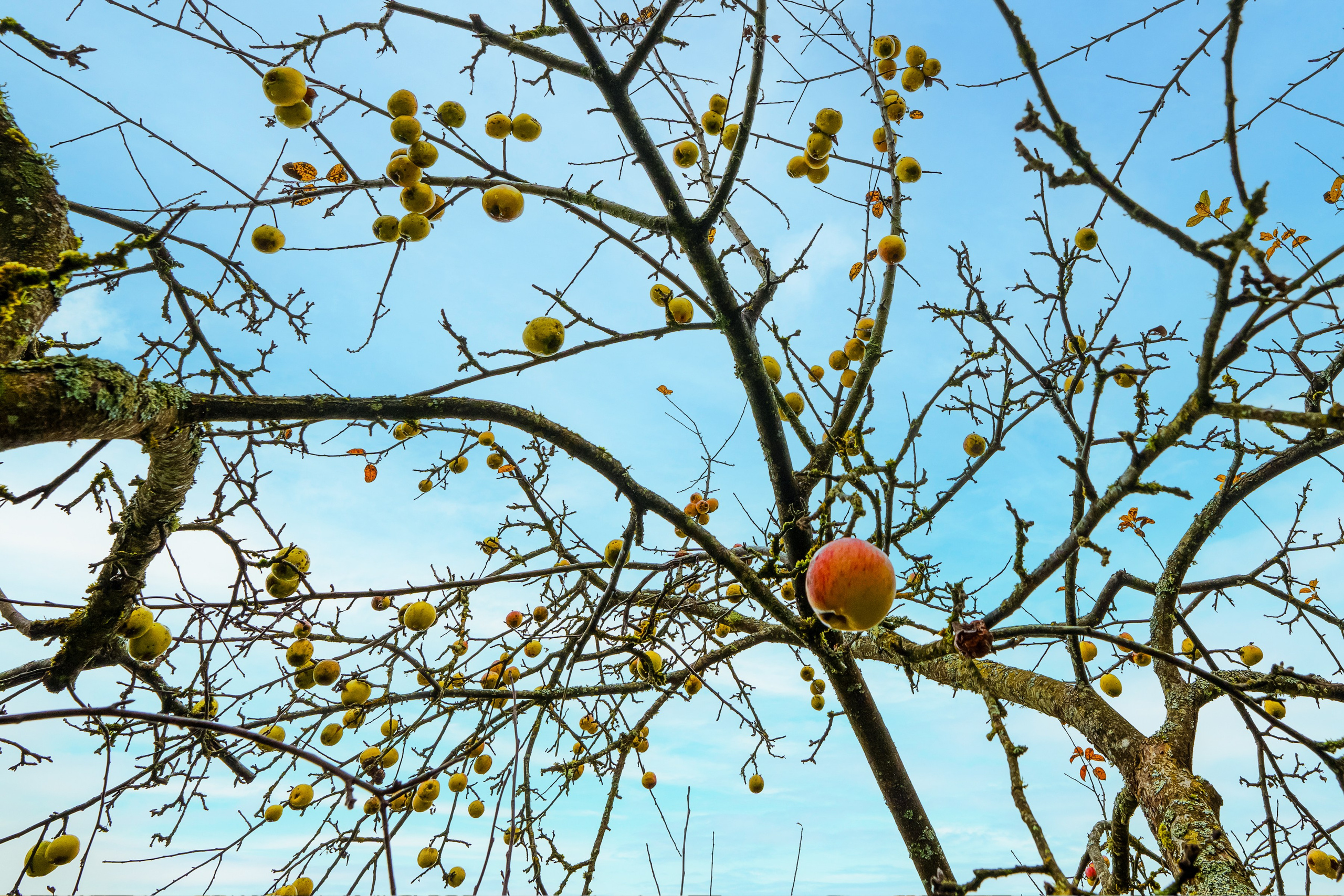 Gilijų 3-oji, Pranciškonių vs., Purniškės. Namo fotosesija. Elina Sapiega fotografė Vilniuje