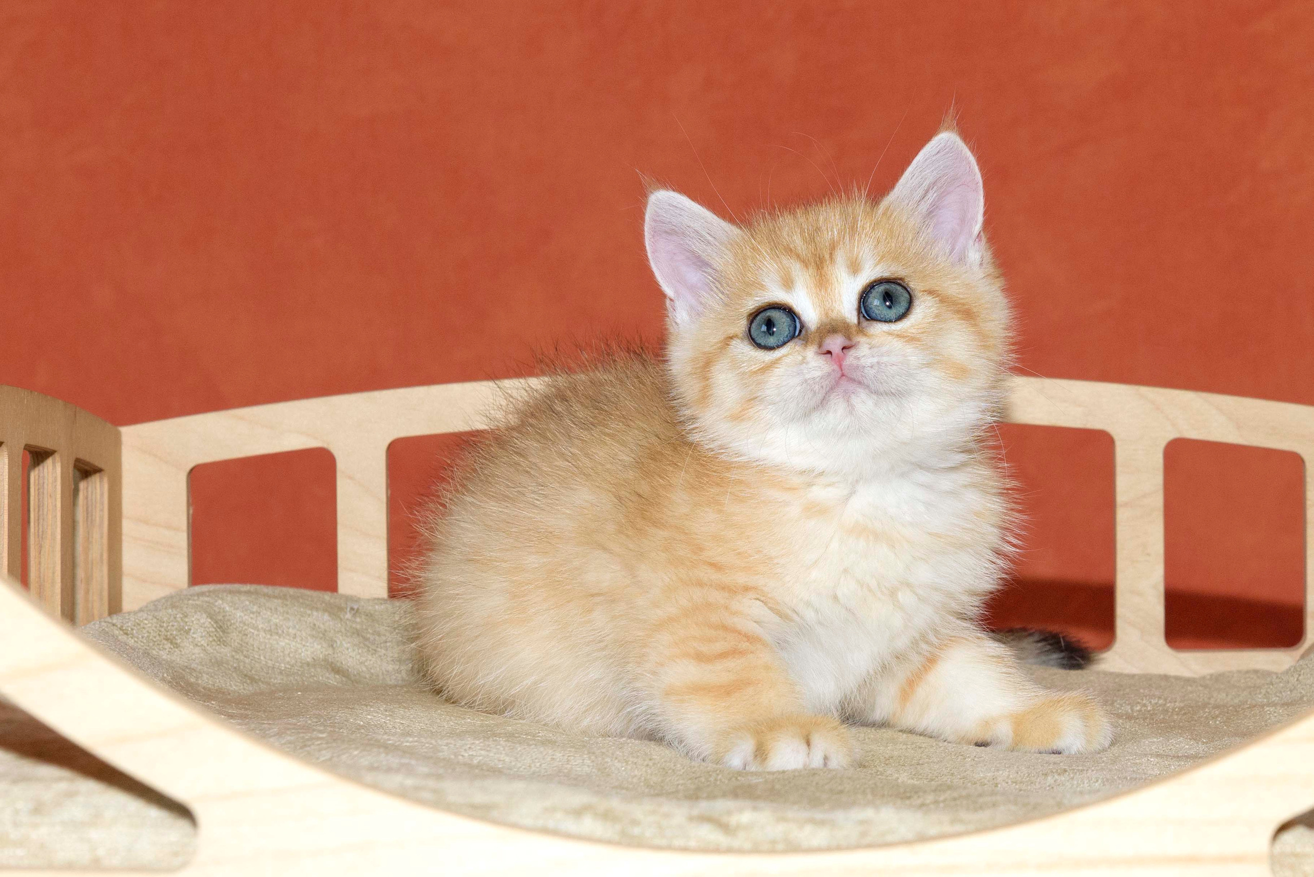 british shorthair golden, british shorthair golden cattery, british shorthair cattery greece, british golden chinchilla greece, british shorthair price, british shorthair Cyprus price, british shorthair Limassol price, cattery british shorthair Limassol, cattery british shorthair Cyprus, british shorthair golden, british shorthair golden cattery, british shorthair cattery greece, british golden chinchilla greece, british shorthair price, hosiko cat, hosiko kitten, hosiko in UK, hosiko cat London, hosiko cat price, hosiko cat breed, hosiko cat store, hosiko kittens in UK