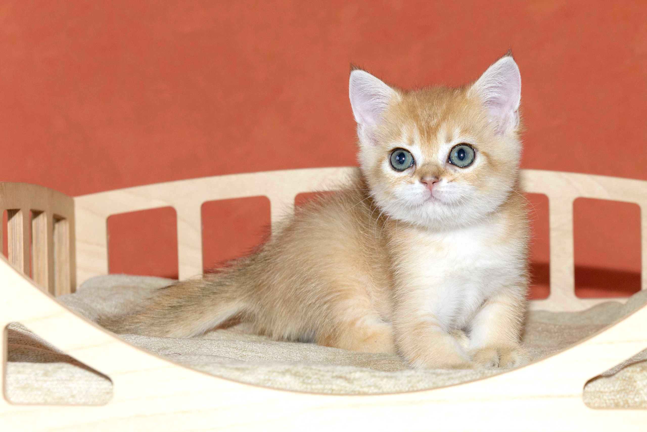 british shorthair golden, british shorthair golden cattery, british shorthair cattery greece, british golden chinchilla greece, british shorthair price, british shorthair Cyprus price, british shorthair Limassol price, cattery british shorthair Limassol, cattery british shorthair Cyprus, british shorthair golden, british shorthair golden cattery, british shorthair cattery greece, british golden chinchilla greece, british shorthair price, british shorthair in Italy