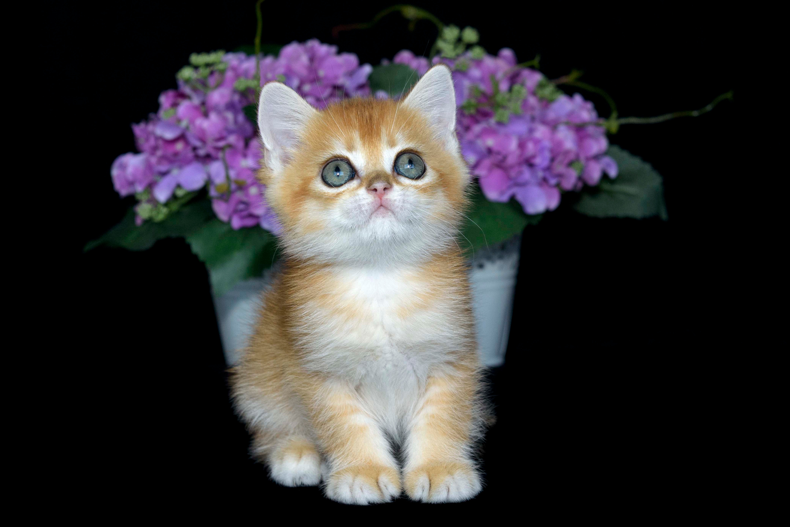 Британские золотые шиншиллы, британские кошки в Греции, питомник британских кошек на Кипре, британские котята на Кипре, купить британского котёнка на Кипре, золотая британская шиншилла на Кипре, британский котёнок на Кипре цена