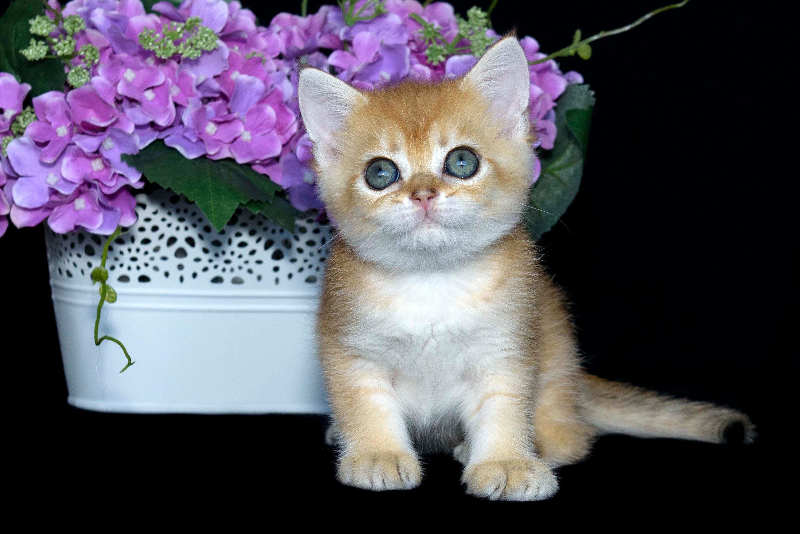 british shorthair golden, british shorthair golden cattery, british shorthair cattery greece, british golden chinchilla greece, british shorthair price, british shorthair Cyprus price, british shorthair Limassol price, cattery british shorthair Limassol, cattery british shorthair Cyprus, british shorthair golden, british shorthair golden cattery, british shorthair cattery greece, british golden chinchilla greece, british shorthair price, british shorthair in United Kindom