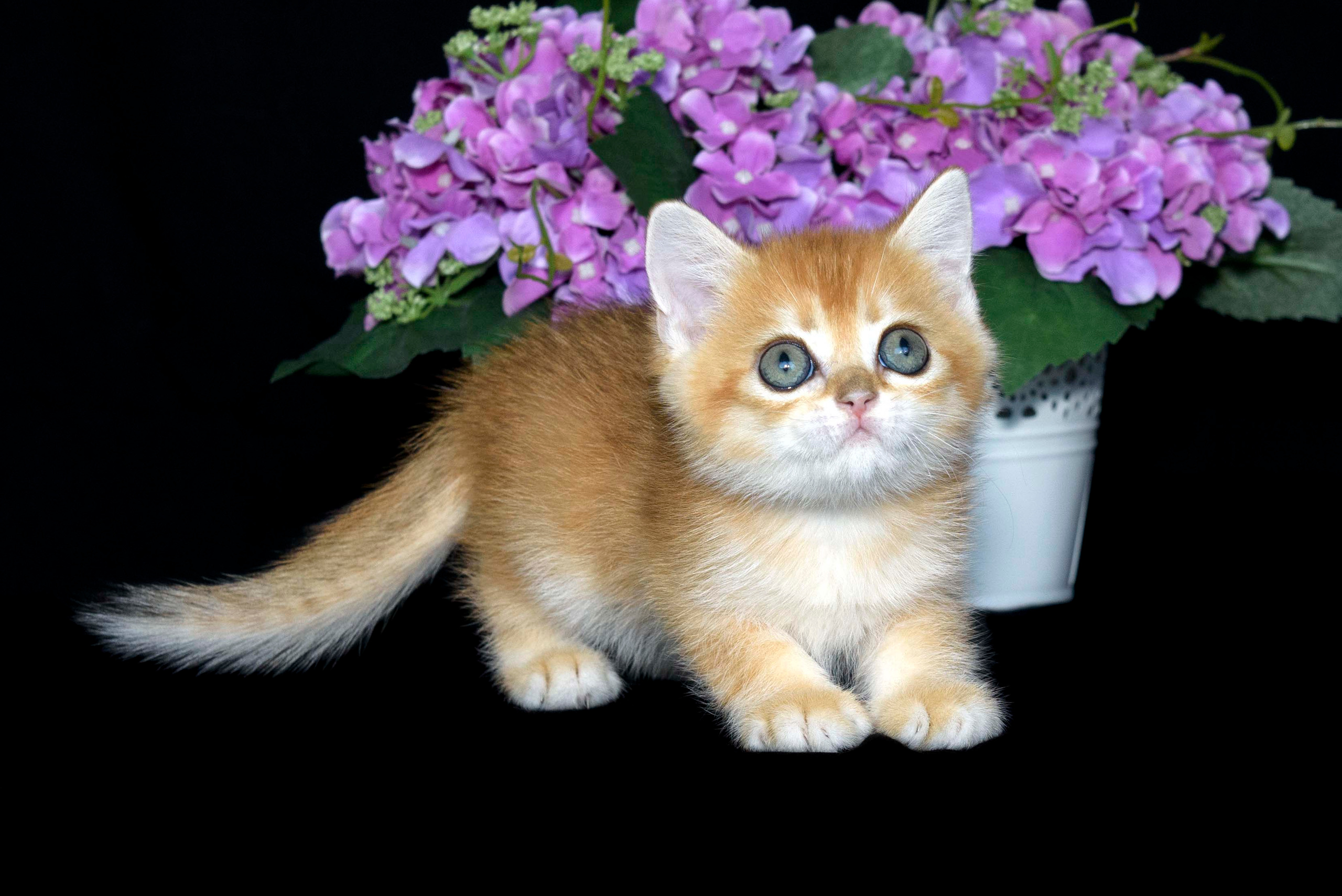 Британские золотые шиншиллы, британские кошки в Греции, питомник британских кошек на Кипре, британские котята на Кипре, купить британского котёнка на Кипре, золотая британская шиншилла на Кипре, британский котёнок на Кипре цена