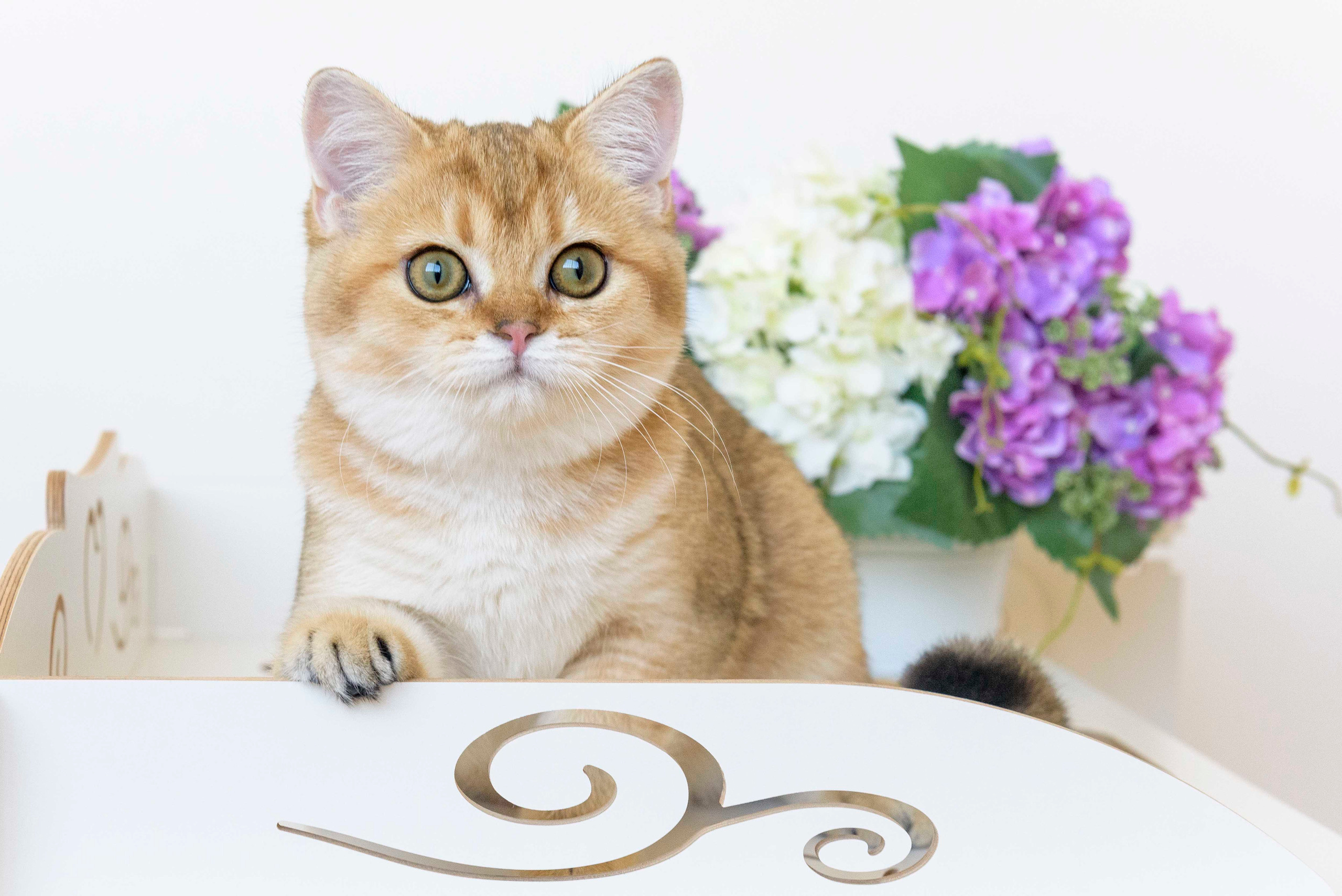 британские кошки, британские золотые кошки, британские золотые шиншиллы, питомник британских кошек, питомник золотых шиншилл, купить британскую кошку, британская кошка Кипр, британская золотая шиншилла Лимассол, питомник британских кошек на Кипре