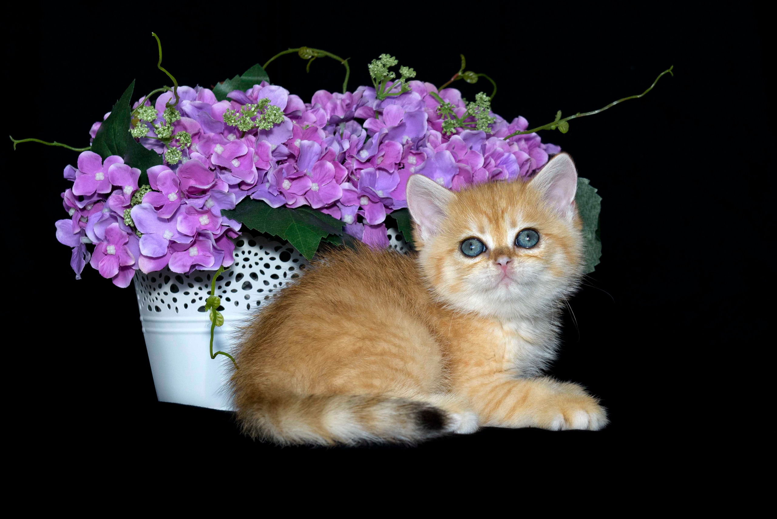 british shorthair golden, british shorthair golden cattery, british shorthair cattery greece, british golden chinchilla greece, british shorthair price, british shorthair Cyprus price, british shorthair Limassol price, cattery british shorthair Limassol, cattery british shorthair Cyprus, british shorthair golden, british shorthair golden cattery, british shorthair cattery greece, british golden chinchilla greece, british shorthair price, hosiko cat, hosiko kitten, hosiko in UK, hosiko cat London, hosiko cat price, hosiko cat breed, hosiko cat store, hosiko kittens in UK