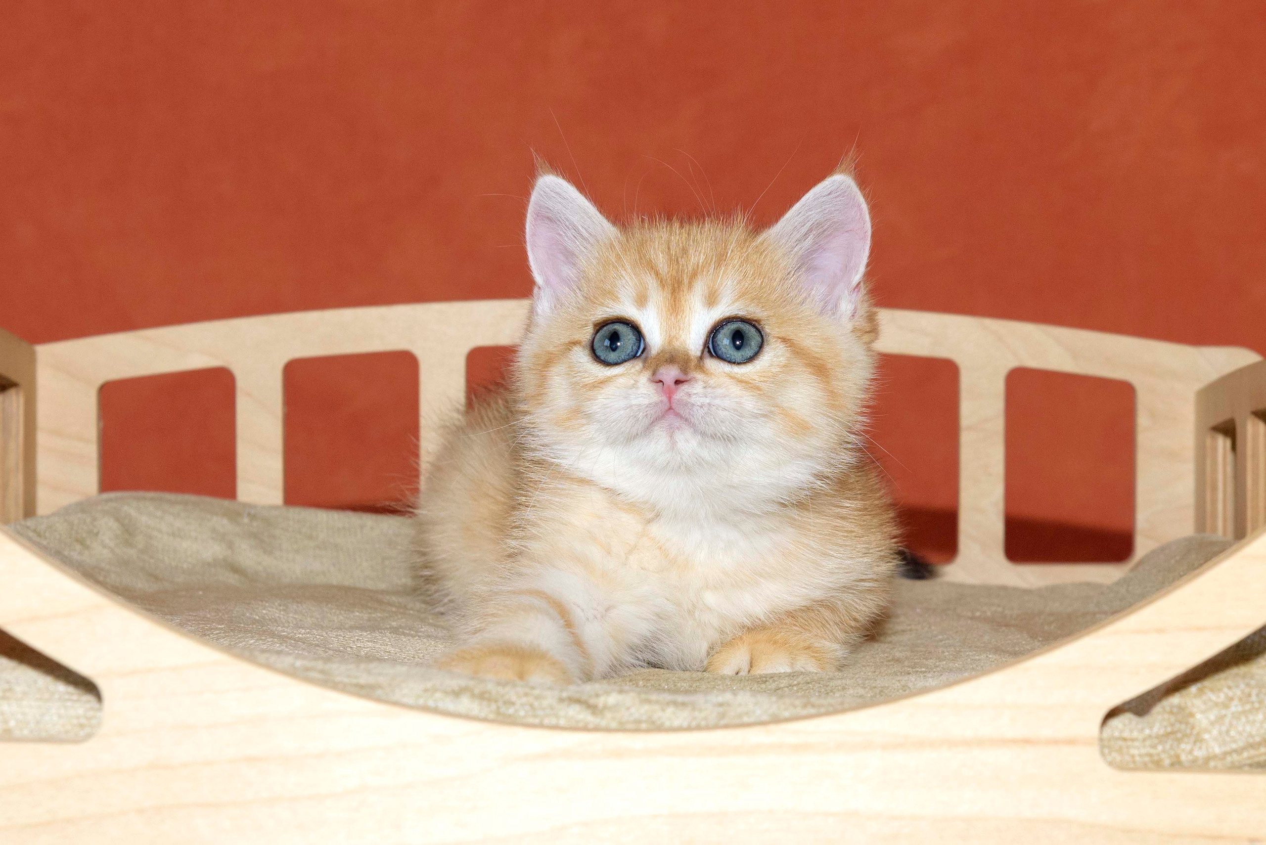 british shorthair golden, british shorthair golden cattery, british shorthair cattery greece, british golden chinchilla greece, british shorthair price, british shorthair Cyprus price, british shorthair Limassol price, cattery british shorthair Limassol, cattery british shorthair Cyprus, british shorthair golden, british shorthair golden cattery, british shorthair cattery greece, british golden chinchilla greece, british shorthair price, british shorthair in London 