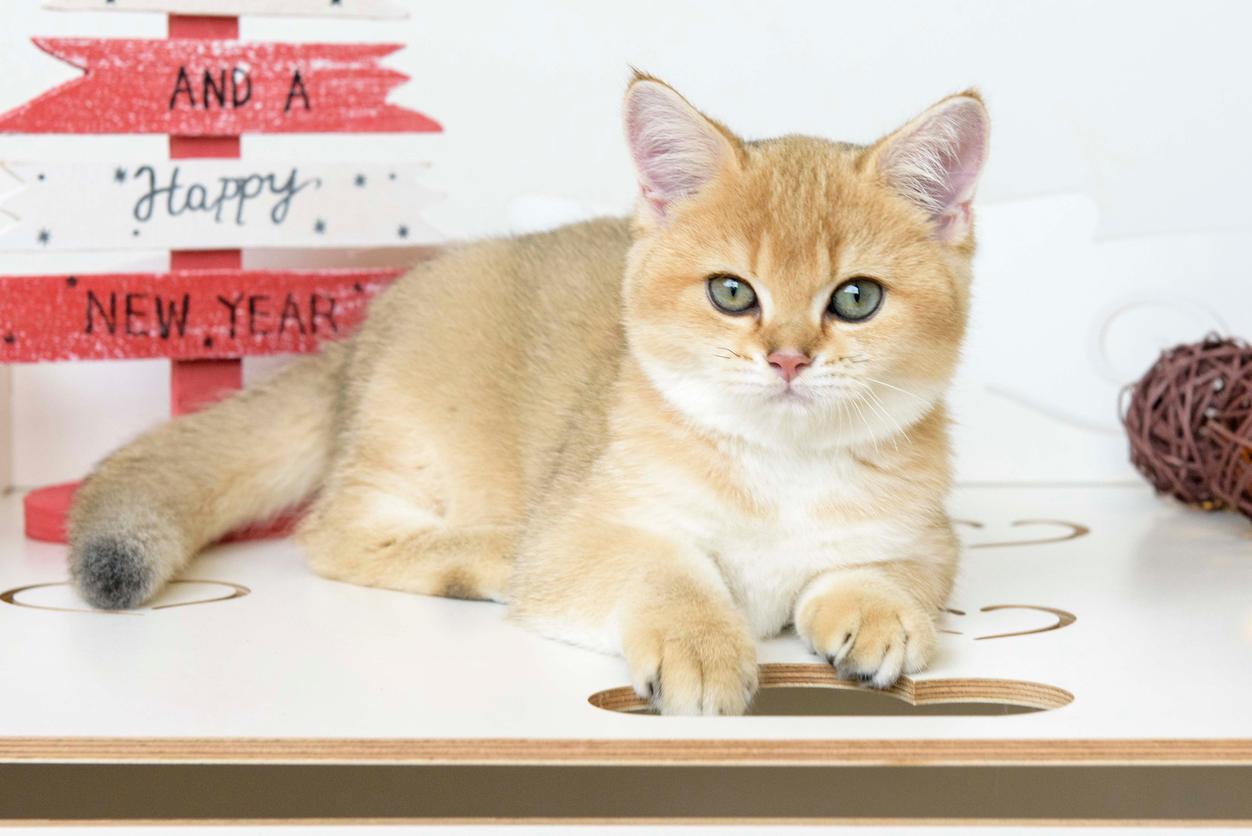 Βρετανικά γατάκια Ελλάδα, βρετανικά γατάκια Κύπρος, βρετανική γάτα Λεμεσός, βρετανική γάτα Κύπρος τιμή, εκτροφείο βρετανικής γάτας Κύπρος, εκτροφείο βρετανικής γάτας Λεμεσός, εκτροφείο βρετανικής γάτας Λάρνακα, εκτροφείο βρετανικής κοντότριχης γάτας στην Αθήνα, εκτροφείο βρετανικής κοντότριχης στην Ελλάδα, βρετανική κοντότριχη γάτα τιμή