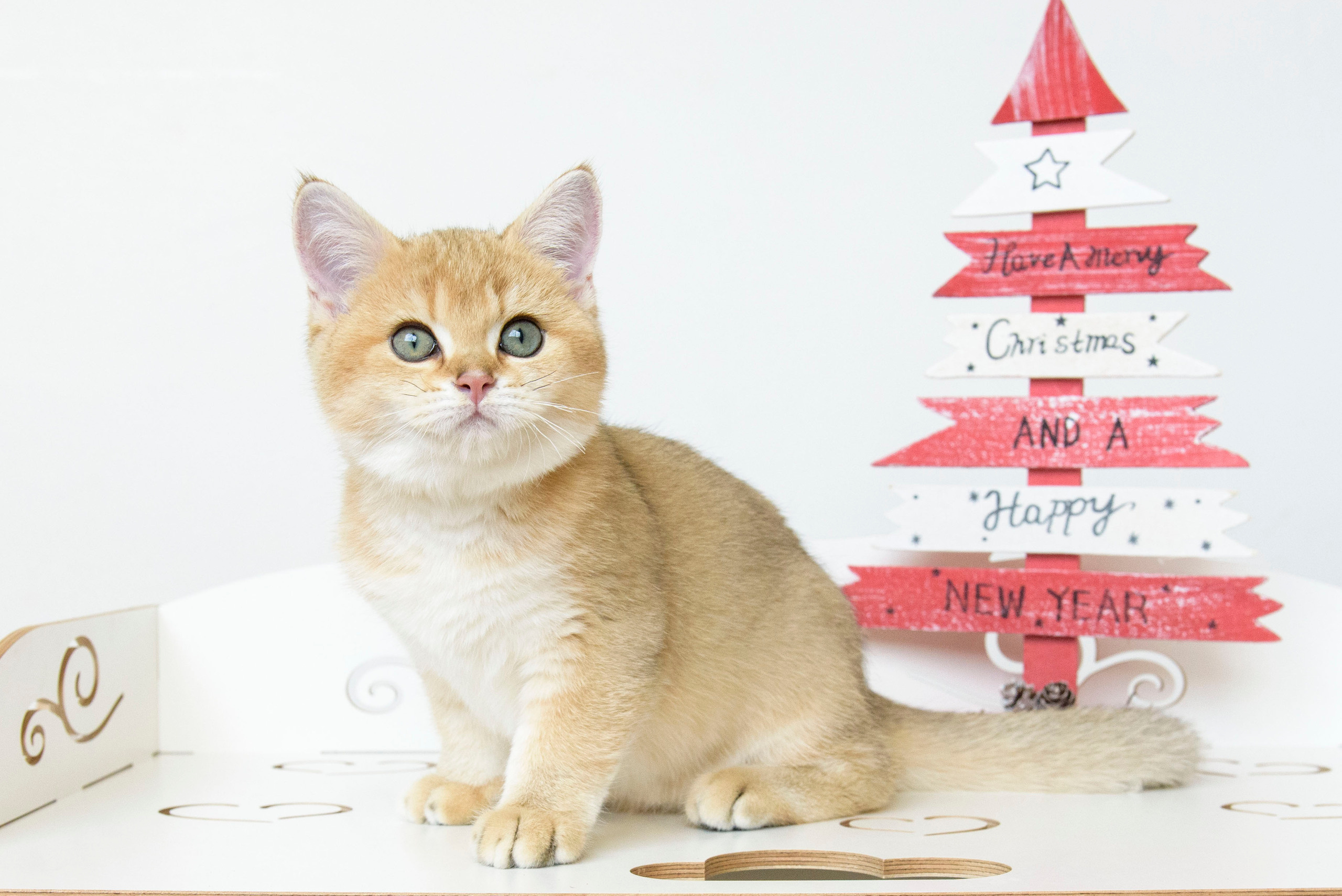 Βρετανικά γατάκια Ελλάδα, βρετανικά γατάκια Κύπρος, βρετανική γάτα Λεμεσός, βρετανική γάτα Κύπρος τιμή, εκτροφείο βρετανικής γάτας Κύπρος, εκτροφείο βρετανικής γάτας Λεμεσός, εκτροφείο βρετανικής γάτας Λάρνακα, εκτροφείο βρετανικής κοντότριχης γάτας στην Αθήνα, εκτροφείο βρετανικής κοντότριχης στην Ελλάδα, βρετανική κοντότριχη γάτα τιμή