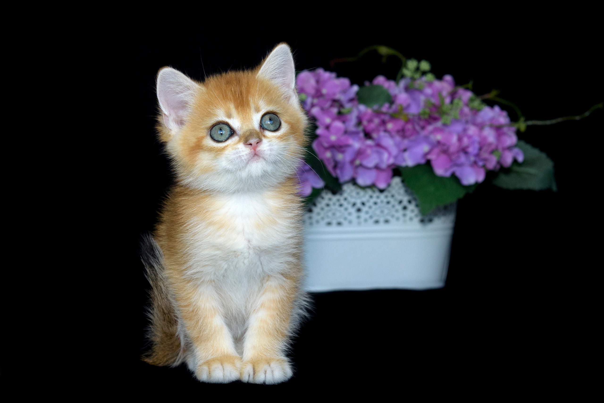 Британские золотые шиншиллы, британские кошки в Греции, питомник британских кошек на Кипре, британские котята на Кипре, купить британского котёнка на Кипре, золотая британская шиншилла на Кипре, британский котёнок на Кипре цена