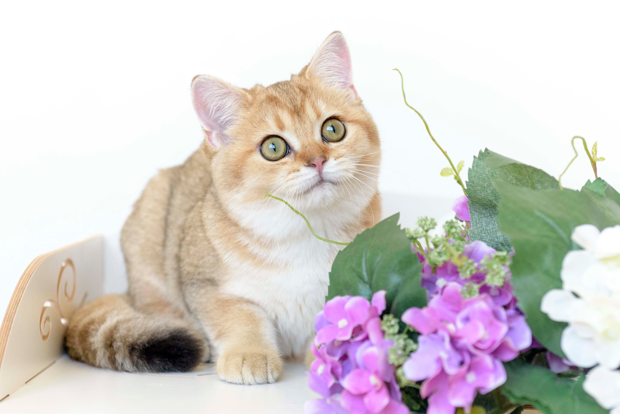 питомник британских кошек, питомник британских кошек в Греции, питомник британских кошек в Москве, золотая британская шиншилла, золотые британцы, золотая шиншилла, британская шиншилла цена, британская шиншилла купить, питомник золотых британских кошек в Новороссийске, Питомник золотых британских кошек в Краснодаре, питомник британских кошек в Москве, питомник британских кошек в Новосибирске, питомник золотых шиншилл в Сочи, питомник золотых британских кошек в Санкт Петербурге