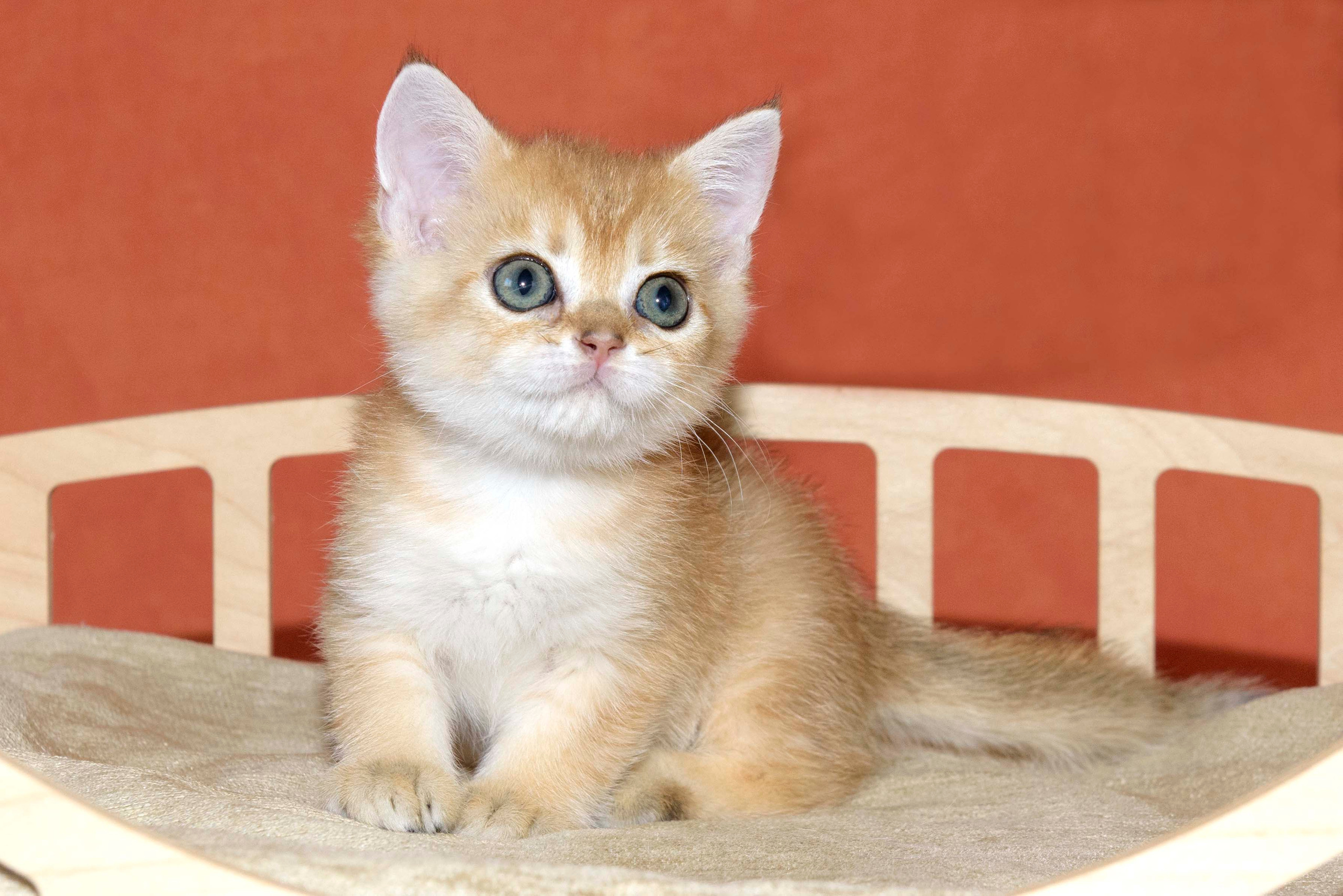 british shorthair golden, british shorthair golden cattery, british shorthair cattery greece, british golden chinchilla greece, british shorthair price, british shorthair Cyprus price, british shorthair Limassol price, cattery british shorthair Limassol, cattery british shorthair Cyprus, british shorthair golden, british shorthair golden cattery, british shorthair cattery greece, british golden chinchilla greece, british shorthair price, british shorthair in France