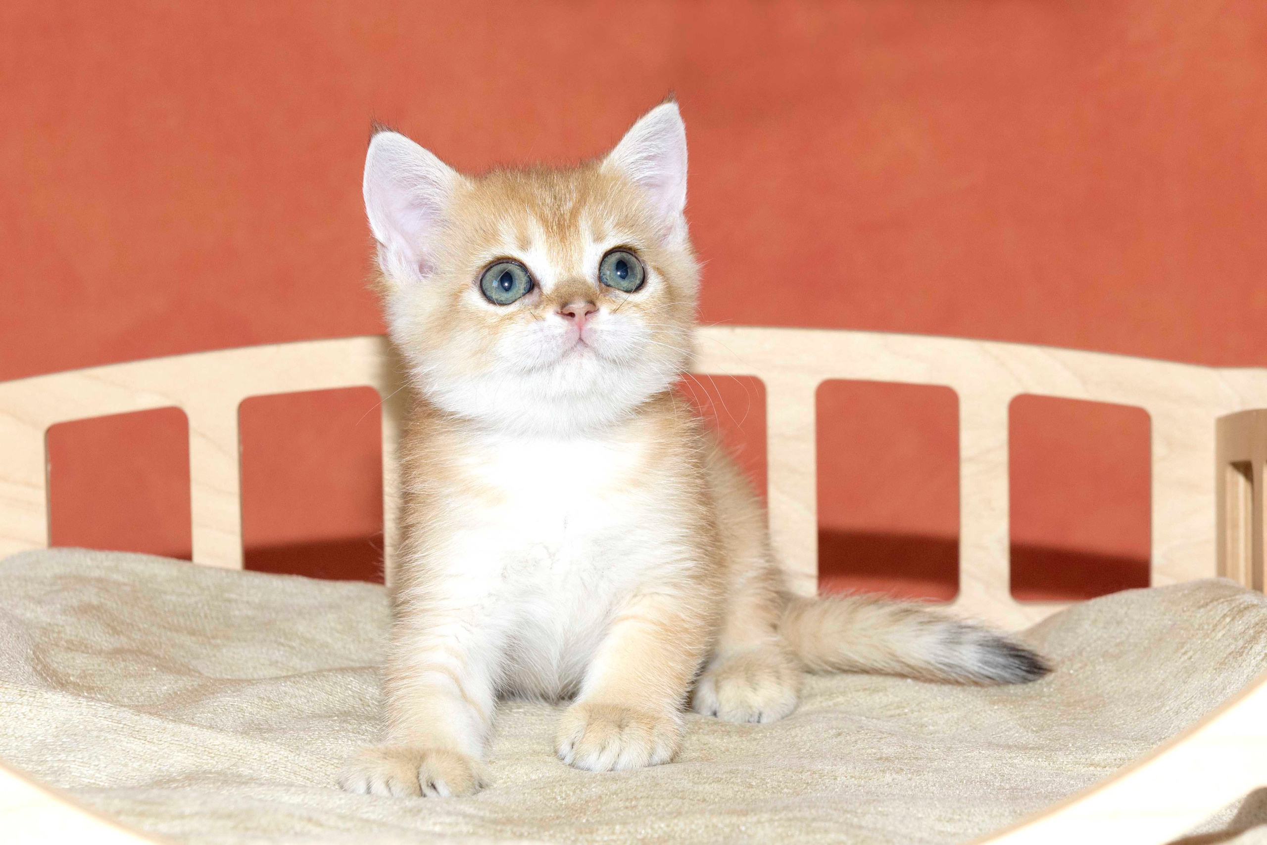 british shorthair golden, british shorthair golden cattery, british shorthair cattery greece, british golden chinchilla greece, british shorthair price, british shorthair Cyprus price, british shorthair Limassol price, cattery british shorthair Limassol, cattery british shorthair Cyprus, british shorthair golden, british shorthair golden cattery, british shorthair cattery greece, british golden chinchilla greece, british shorthair price, british shorthair in Spain