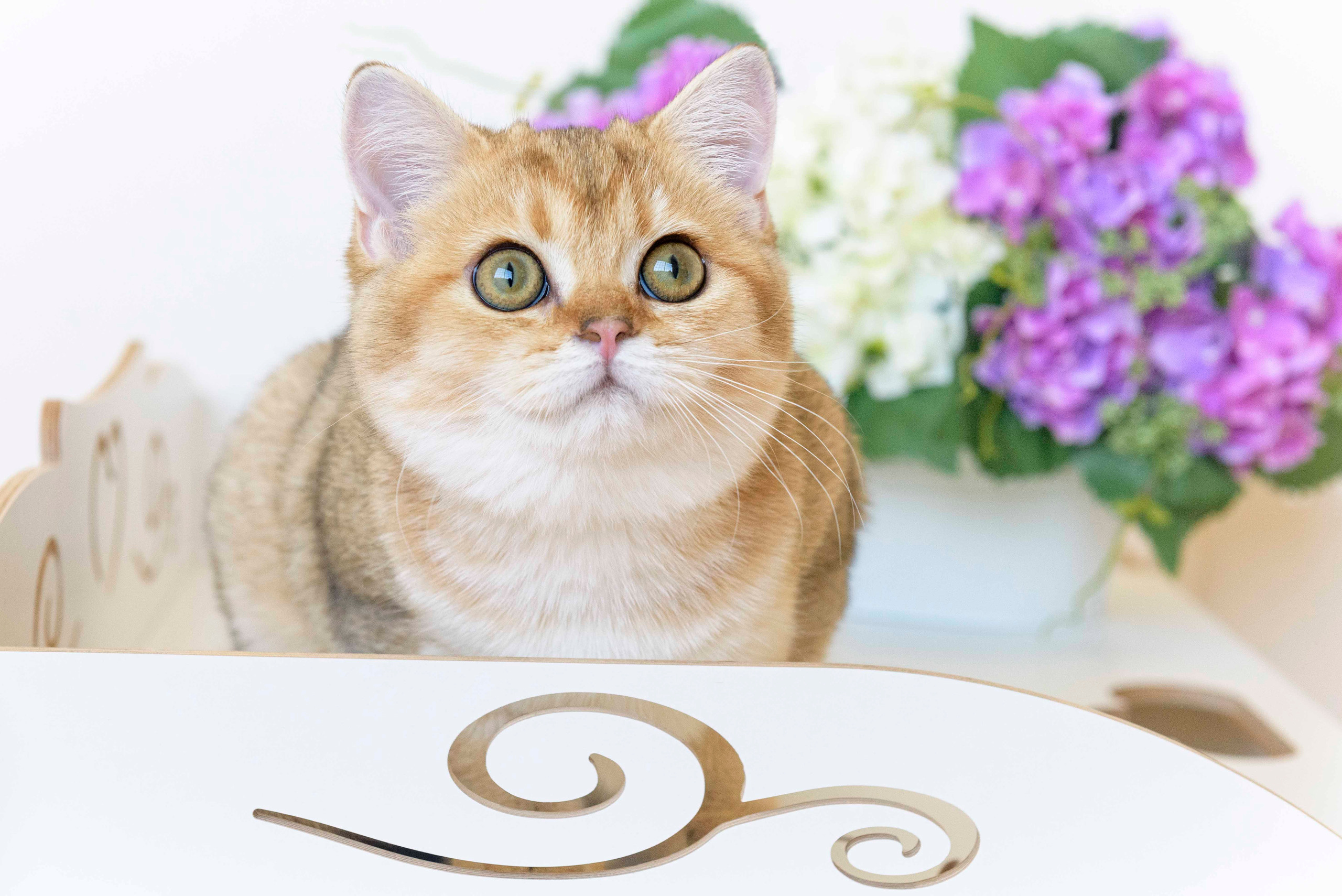 питомник британских кошек, питомник британских кошек в Греции, питомник британских кошек в Москве, золотая британская шиншилла, золотые британцы, золотая шиншилла, британская шиншилла цена, британская шиншилла купить, питомник золотых британских кошек в Новороссийске, Питомник золотых британских кошек в Краснодаре, питомник британских кошек в Москве, питомник британских кошек в Новосибирске, питомник золотых шиншилл в Сочи, питомник золотых британских кошек в Санкт Петербурге