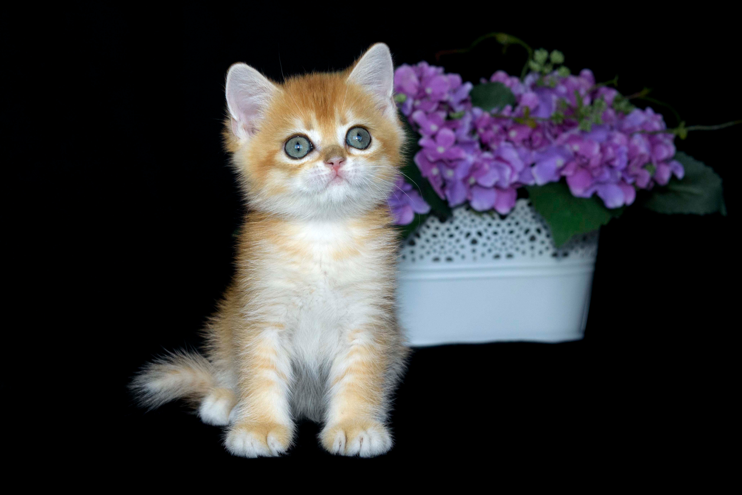 Британские золотые шиншиллы, британские кошки в Греции, питомник британских кошек на Кипре, британские котята на Кипре, купить британского котёнка на Кипре, золотая британская шиншилла на Кипре, британский котёнок на Кипре цена