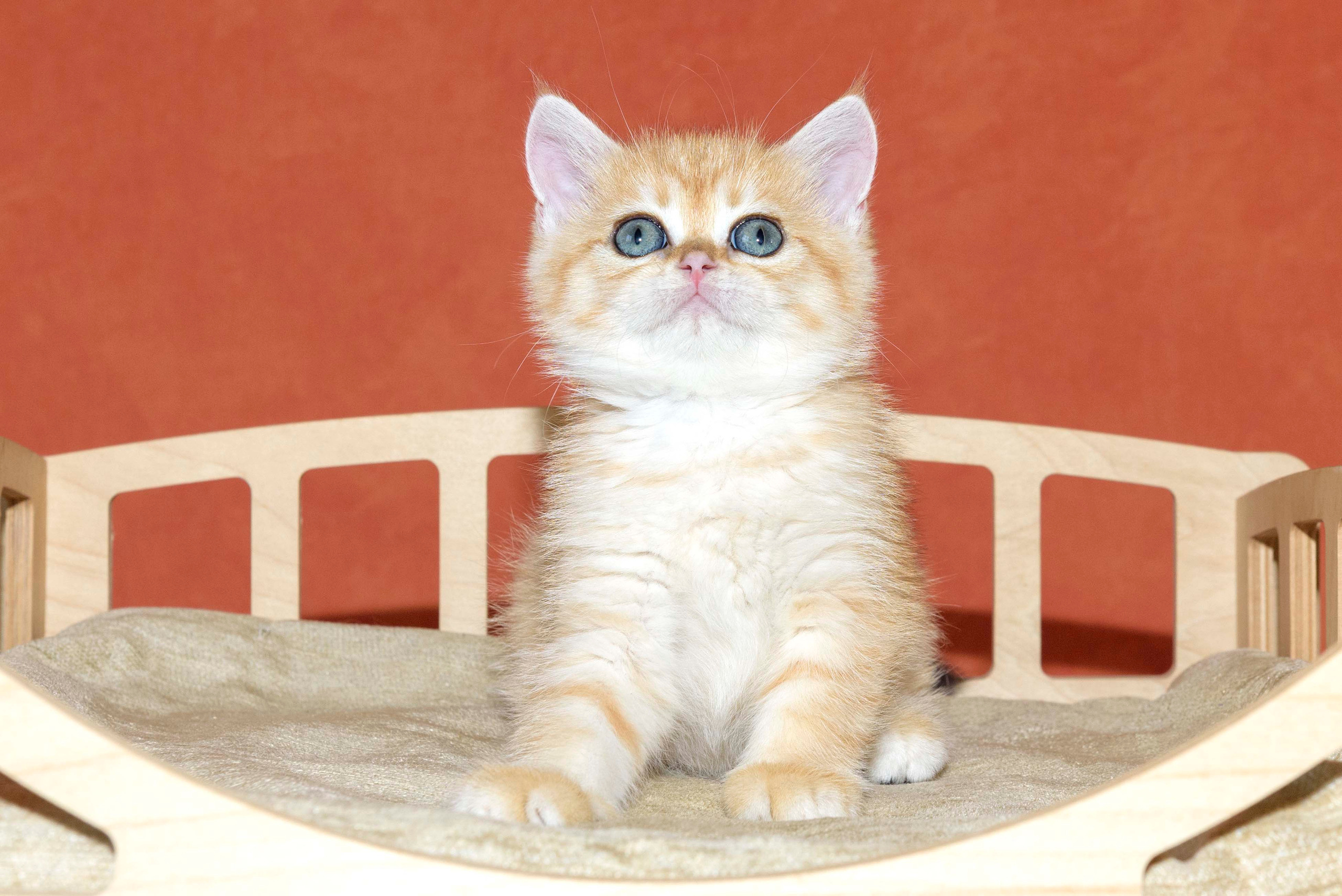 british shorthair golden, british shorthair golden cattery, british shorthair cattery greece, british golden chinchilla greece, british shorthair price, british shorthair Cyprus price, british shorthair Limassol price, cattery british shorthair Limassol, cattery british shorthair Cyprus, british shorthair golden, british shorthair golden cattery, british shorthair cattery greece, british golden chinchilla greece, british shorthair price, british shorthair in UK