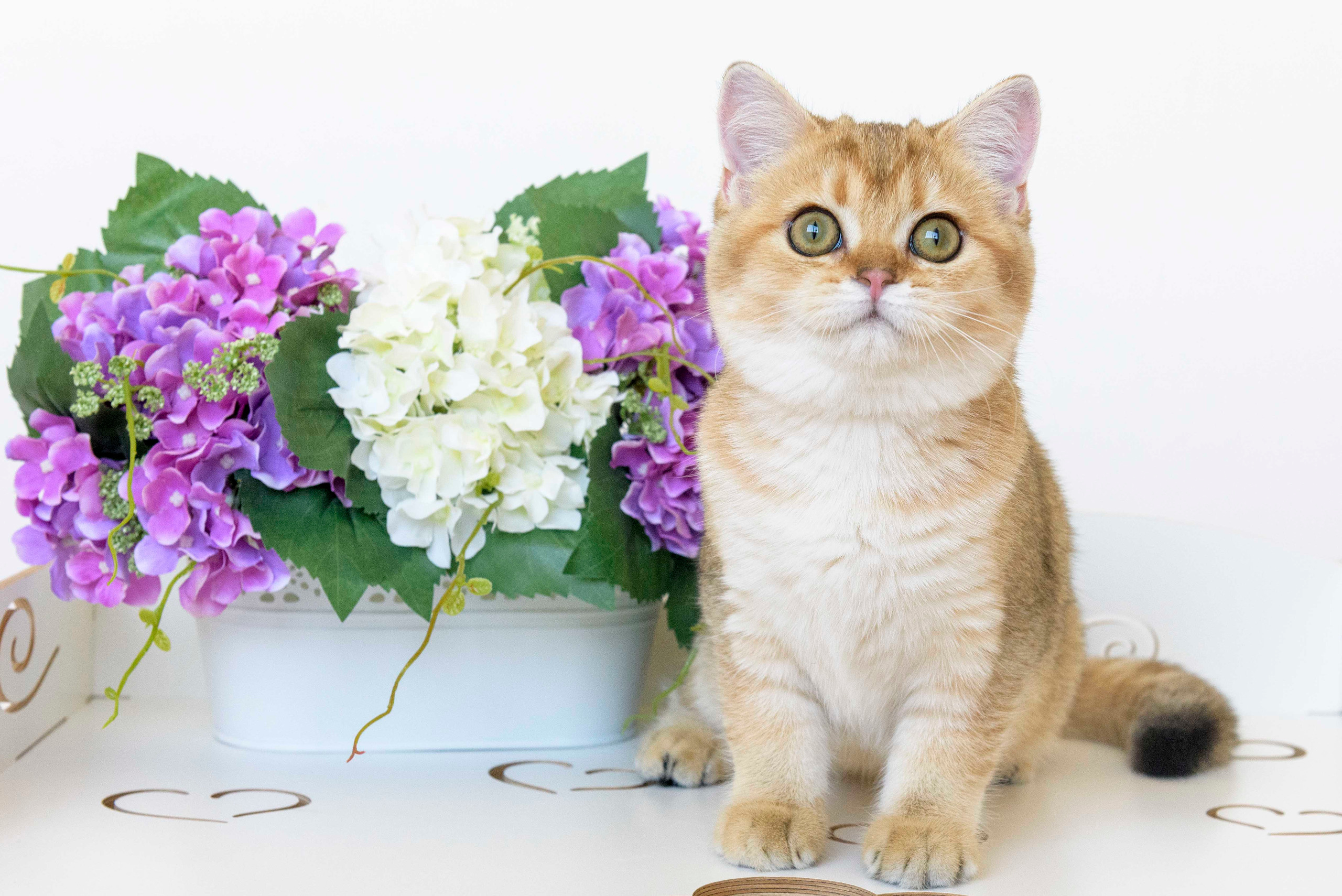 питомник британских кошек, питомник британских кошек в Греции, питомник британских кошек в Москве, золотая британская шиншилла, золотые британцы, золотая шиншилла, британская шиншилла цена, британская шиншилла купить, питомник золотых британских кошек в Новороссийске, Питомник золотых британских кошек в Краснодаре, питомник британских кошек в Москве, питомник британских кошек в Новосибирске, питомник золотых шиншилл в Сочи, питомник золотых британских кошек в Санкт Петербурге