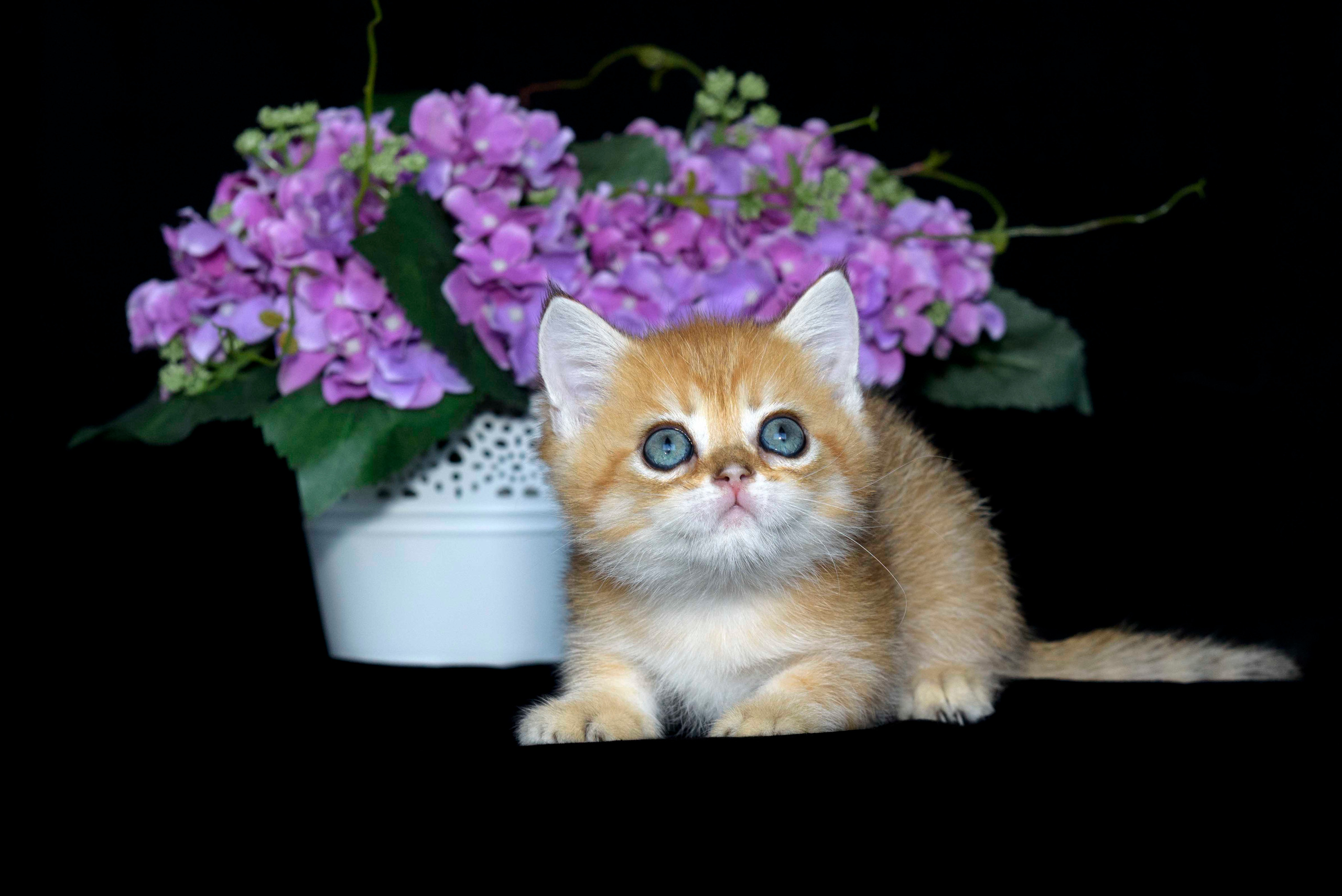 Βρετανικά γατάκια Ελλάδα, βρετανικά γατάκια Κύπρος, βρετανική γάτα Λεμεσός, βρετανική γάτα Κύπρος τιμή, εκτροφείο βρετανικής γάτας Κύπρος, εκτροφείο βρετανικής γάτας Λεμεσός, εκτροφείο βρετανικής γάτας Λάρνακα, εκτροφείο βρετανικής κοντότριχης γάτας στην Αθήνα, εκτροφείο βρετανικής κοντότριχης στην Ελλάδα, βρετανική κοντότριχη γάτα τιμή, βρετανικά γάτα με pedigree