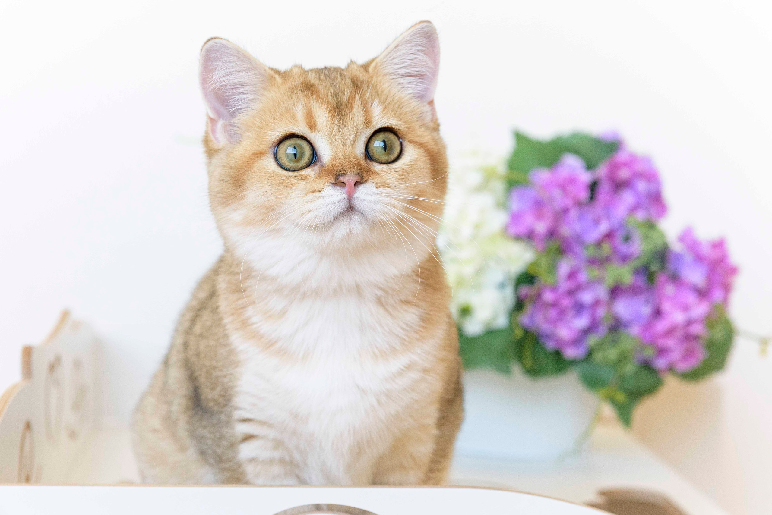 питомник британских кошек, питомник британских кошек в Греции, питомник британских кошек в Москве, золотая британская шиншилла, золотые британцы, золотая шиншилла, британская шиншилла цена, британская шиншилла купить, питомник золотых британских кошек в Новороссийске, Питомник золотых британских кошек в Краснодаре, питомник британских кошек в Москве, питомник британских кошек в Новосибирске, питомник золотых шиншилл в Сочи, питомник золотых британских кошек в Санкт Петербурге