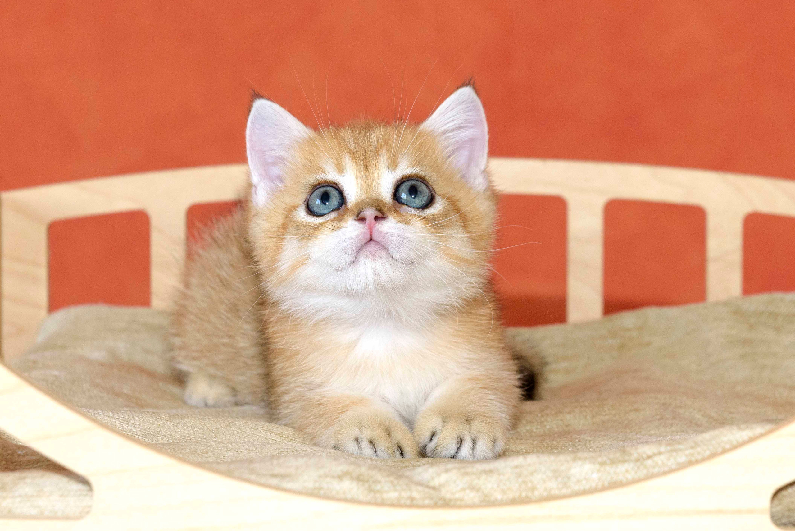 Βρετανικά γατάκια Ελλάδα, βρετανικά γατάκια Κύπρος, βρετανική γάτα Λεμεσός, βρετανική γάτα Κύπρος τιμή, εκτροφείο βρετανικής γάτας Κύπρος, εκτροφείο βρετανικής γάτας Λεμεσός, εκτροφείο βρετανικής γάτας Λάρνακα, εκτροφείο βρετανικής κοντότριχης γάτας στην Αθήνα, εκτροφείο βρετανικής κοντότριχης στην Ελλάδα, βρετανική κοντότριχη γάτα τιμή, βρετανικά γάτα με pedigree