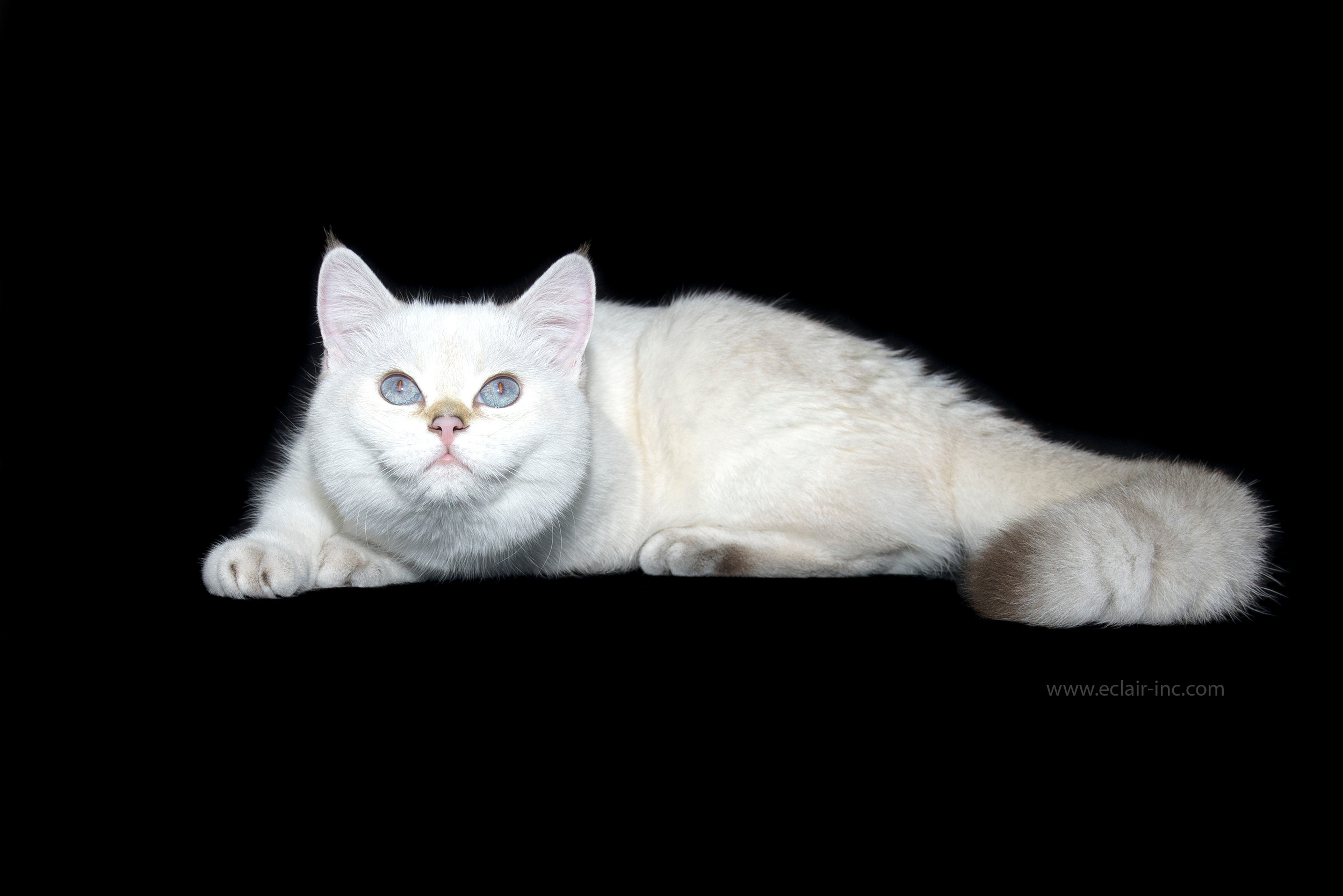 Εκτροφειο βρετανικης κοντότριχης γατας στην Ελλαδα, Εκτροφειο βρετανικης κοντότριχης γατας στην Αθήνα, εκτροφειο british shorthair Αθηνα, βρετανικη κοντοτριχη τσιντσιλα, χρυση βρετανική γάτα, βρετανική κοντότριχη γάτα με pedigree, βρετανική μακρύτριχη γάτα τιμή, εκτροφείο βρετανικής κοντότριχης γάτας στην Κύπρο, βρετανική γάτα στην Κύπρο τιμή, χρυσή βρετανική γάτα στην Κύπρο, χρυσή βρετανική γάτα Λεμεσός, βρετανική γάτα Θεσσαλονίκη, βρετανική γάτα Κρήτη