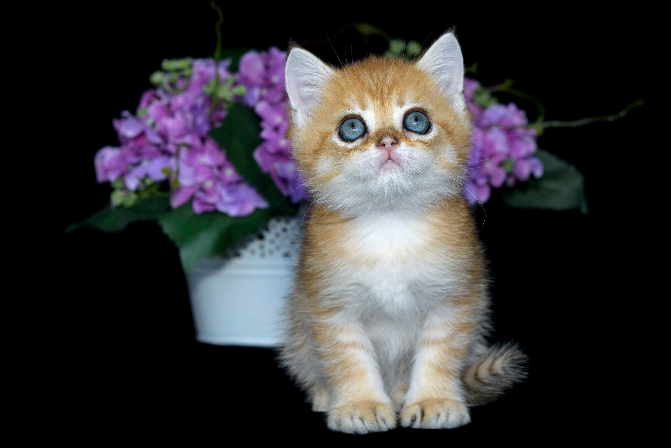 Βρετανικά γατάκια Ελλάδα, βρετανικά γατάκια Κύπρος, βρετανική γάτα Λεμεσός, βρετανική γάτα Κύπρος τιμή, εκτροφείο βρετανικής γάτας Κύπρος, εκτροφείο βρετανικής γάτας Λεμεσός, εκτροφείο βρετανικής γάτας Λάρνακα, εκτροφείο βρετανικής κοντότριχης γάτας στην Αθήνα, εκτροφείο βρετανικής κοντότριχης στην Ελλάδα, βρετανική κοντότριχη γάτα τιμή, βρετανικά γάτα με pedigree