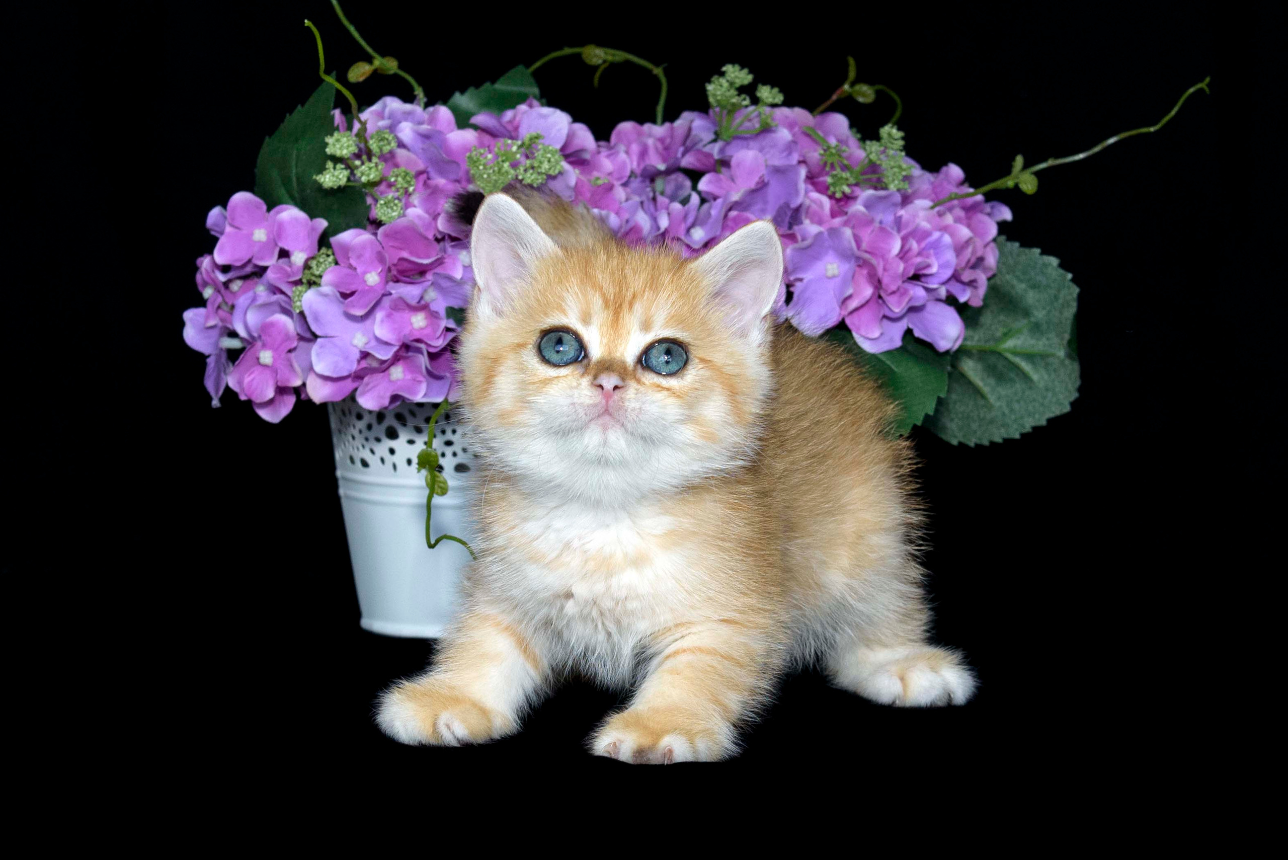 british shorthair golden, british shorthair golden cattery, british shorthair cattery greece, british golden chinchilla greece, british shorthair price, british shorthair Cyprus price, british shorthair Limassol price, cattery british shorthair Limassol, cattery british shorthair Cyprus, british shorthair golden, british shorthair golden cattery, british shorthair cattery greece, british golden chinchilla greece, british shorthair price, hosiko cat, hosiko kitten, hosiko in UK, hosiko cat London, hosiko cat price, hosiko cat breed, hosiko cat store, hosiko kittens in UK