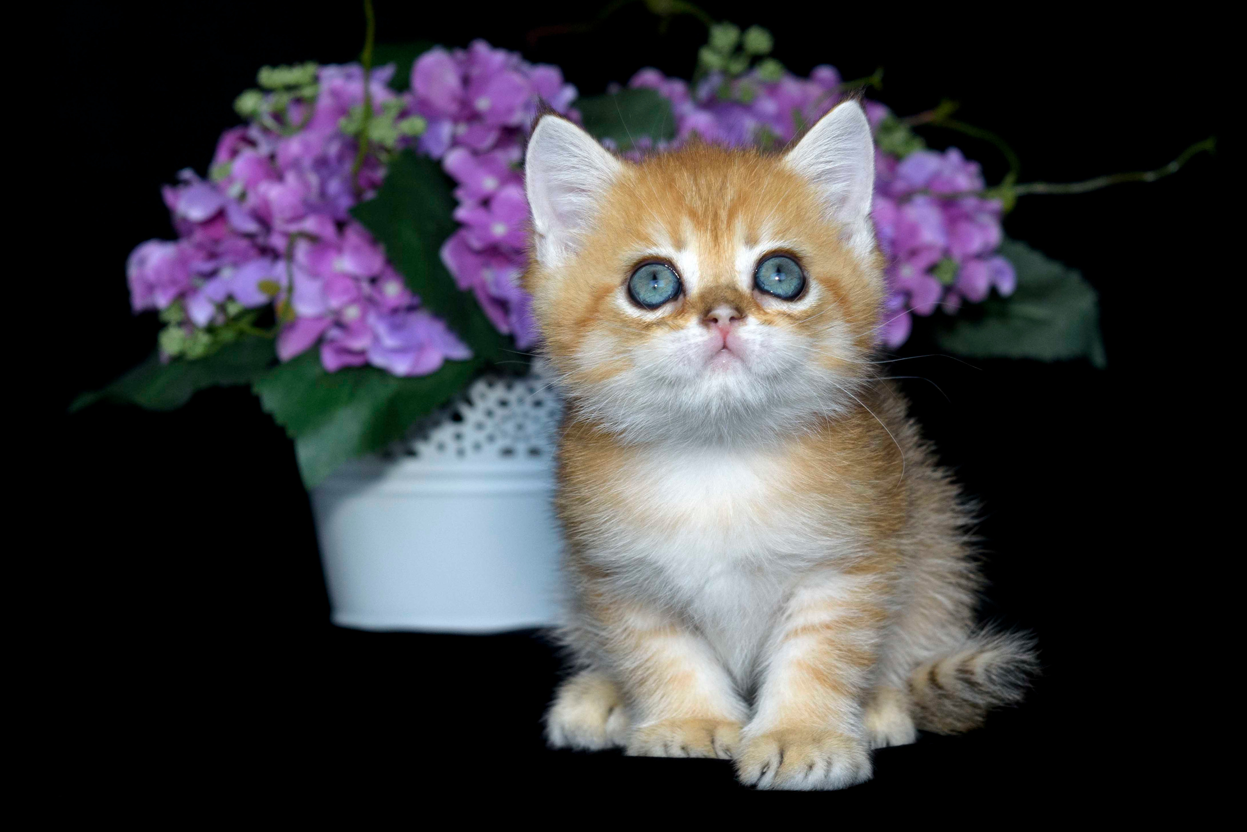 Βρετανικά γατάκια Ελλάδα, βρετανικά γατάκια Κύπρος, βρετανική γάτα Λεμεσός, βρετανική γάτα Κύπρος τιμή, εκτροφείο βρετανικής γάτας Κύπρος, εκτροφείο βρετανικής γάτας Λεμεσός, εκτροφείο βρετανικής γάτας Λάρνακα, εκτροφείο βρετανικής κοντότριχης γάτας στην Αθήνα, εκτροφείο βρετανικής κοντότριχης στην Ελλάδα, βρετανική κοντότριχη γάτα τιμή, βρετανικά γάτα με pedigree