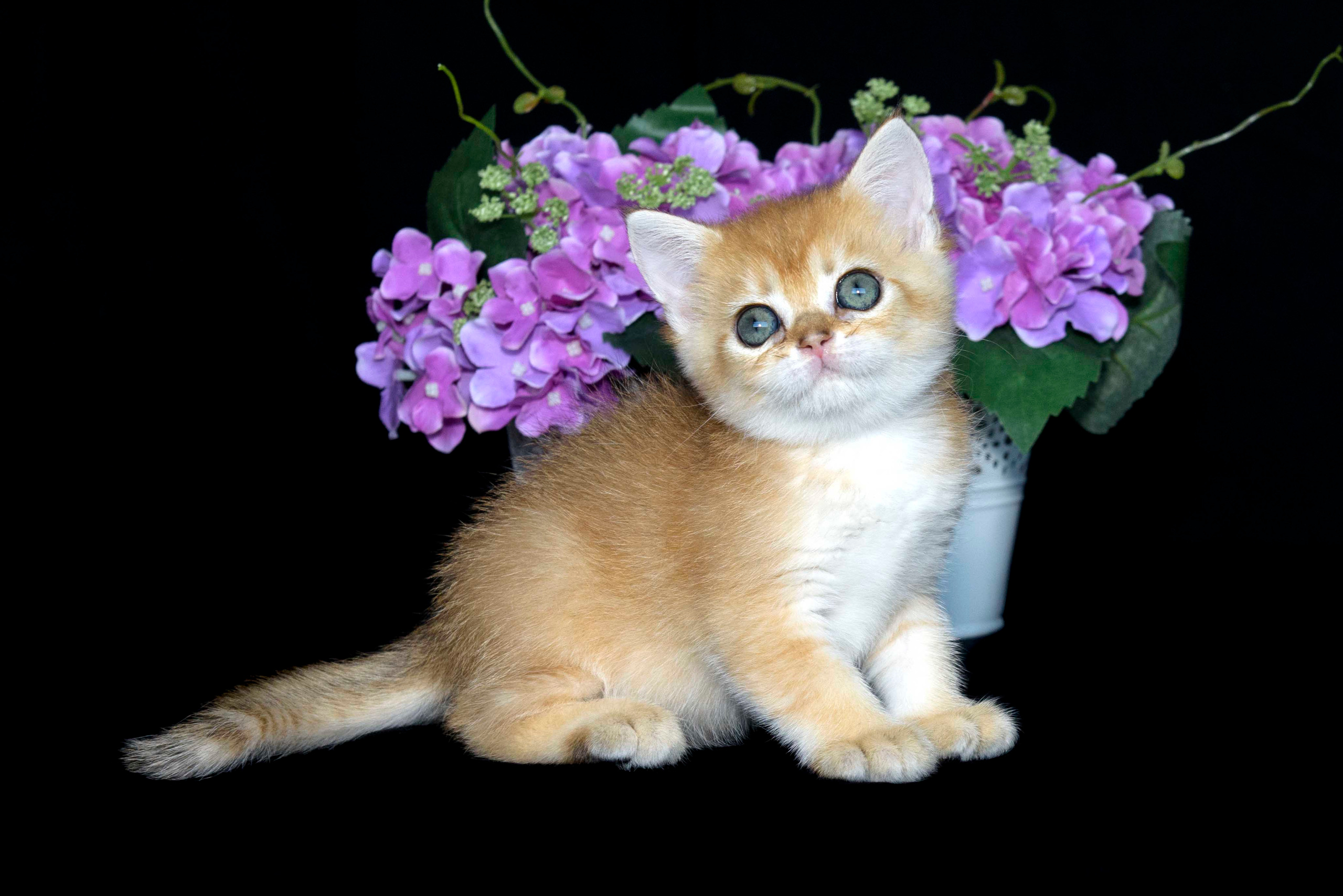 british shorthair golden, british shorthair golden cattery, british shorthair cattery greece, british golden chinchilla greece, british shorthair price, british shorthair Cyprus price, british shorthair Limassol price, cattery british shorthair Limassol, cattery british shorthair Cyprus, british shorthair golden, british shorthair golden cattery, british shorthair cattery greece, british golden chinchilla greece, british shorthair price, british shorthair in usa