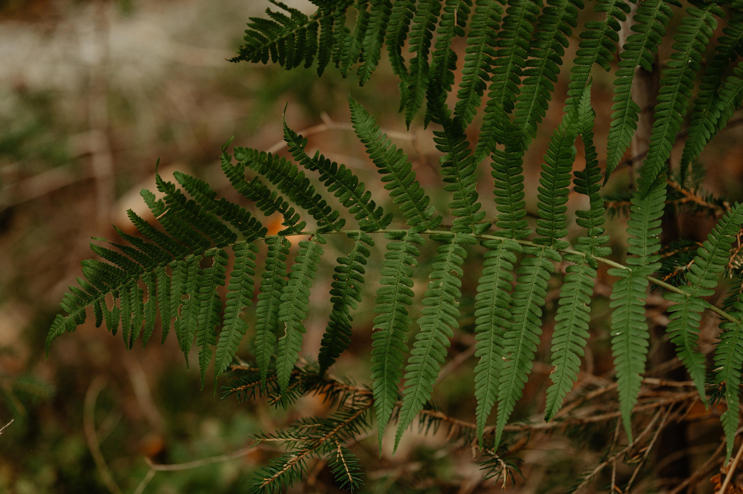 Denis Hanganu din Clanul si sotia lui Raluca, in Hintersee Austria. Proud Vision Weddings | Wedding Photography & Film — Servicii profesionale Foto Video Nunta Iasi