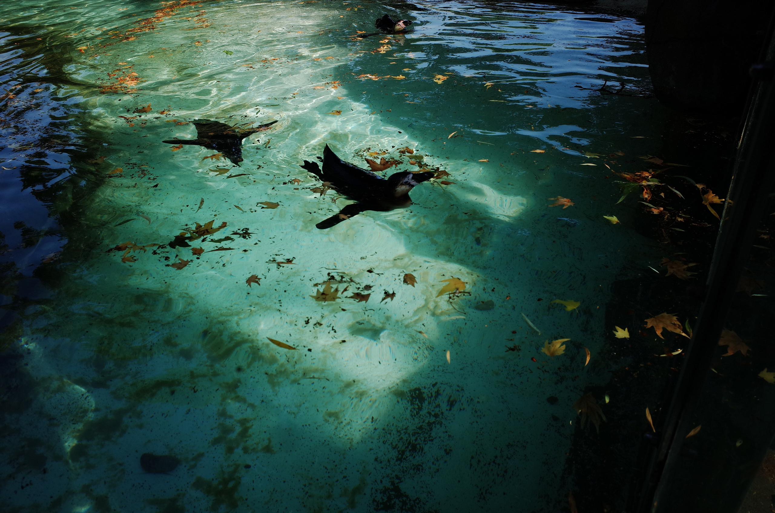 Little penguins. London zoo. Victoria Dini Photography