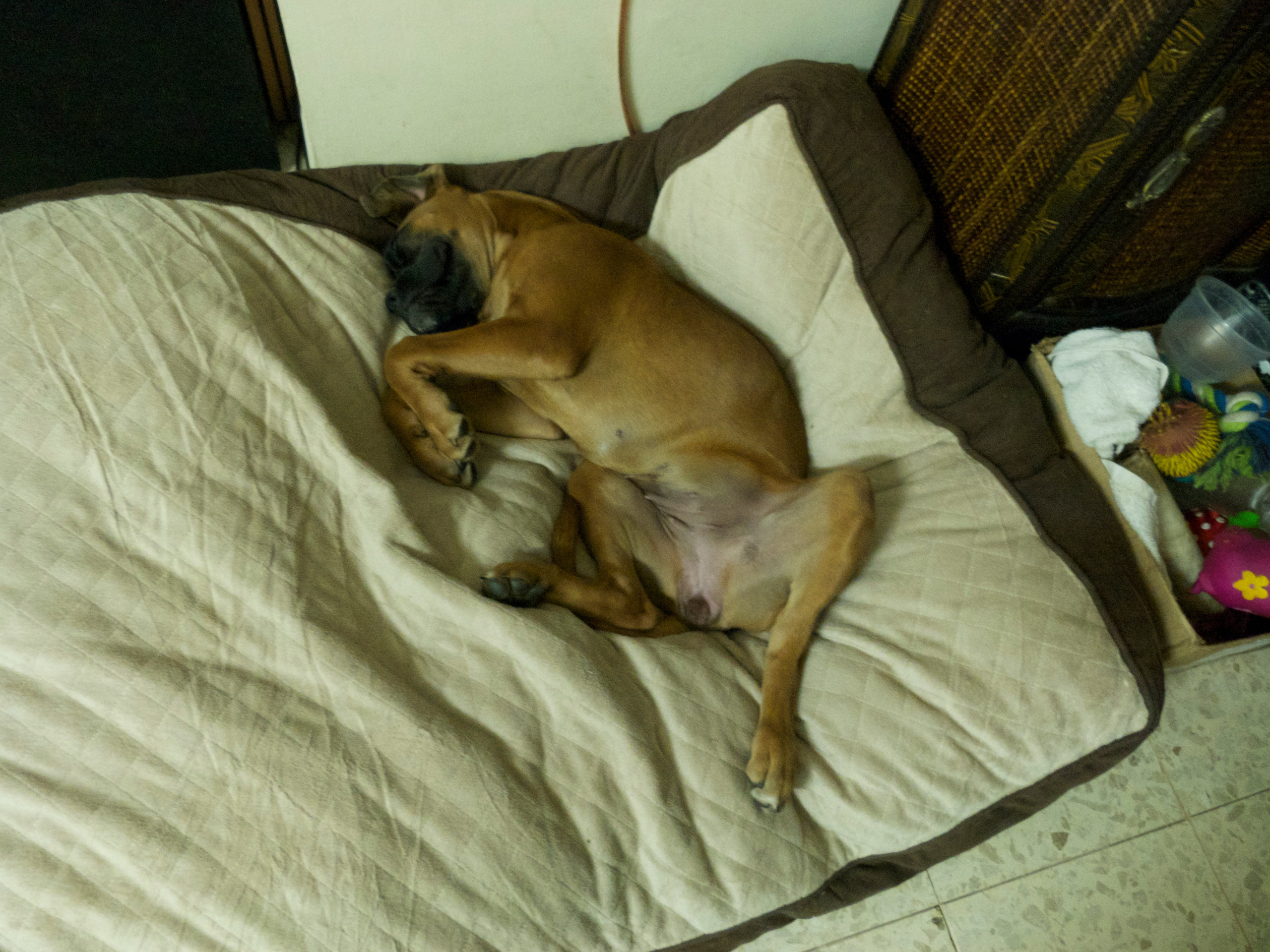 My ״Star״ Boxer Dog