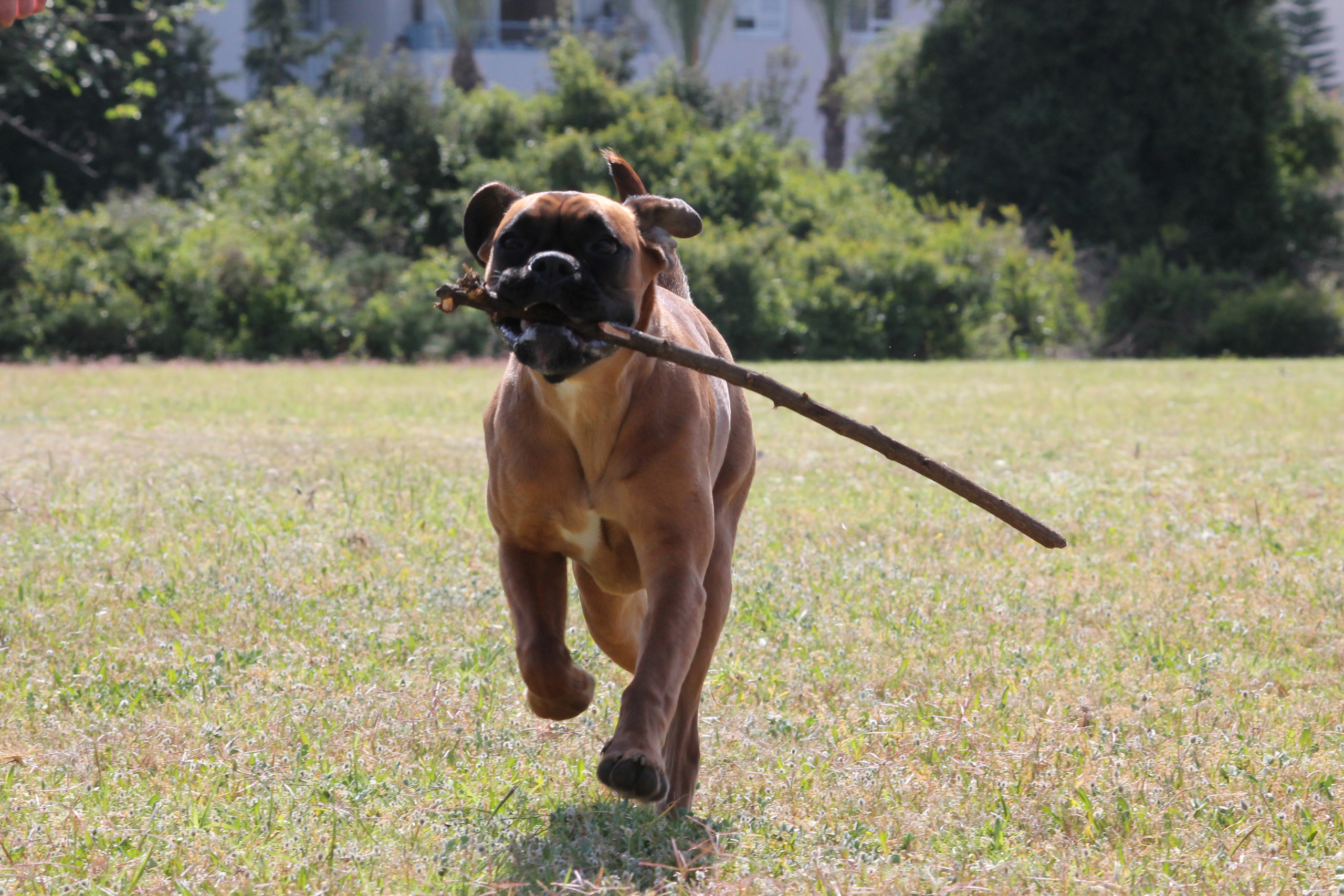 My ״Star״ Boxer Dog