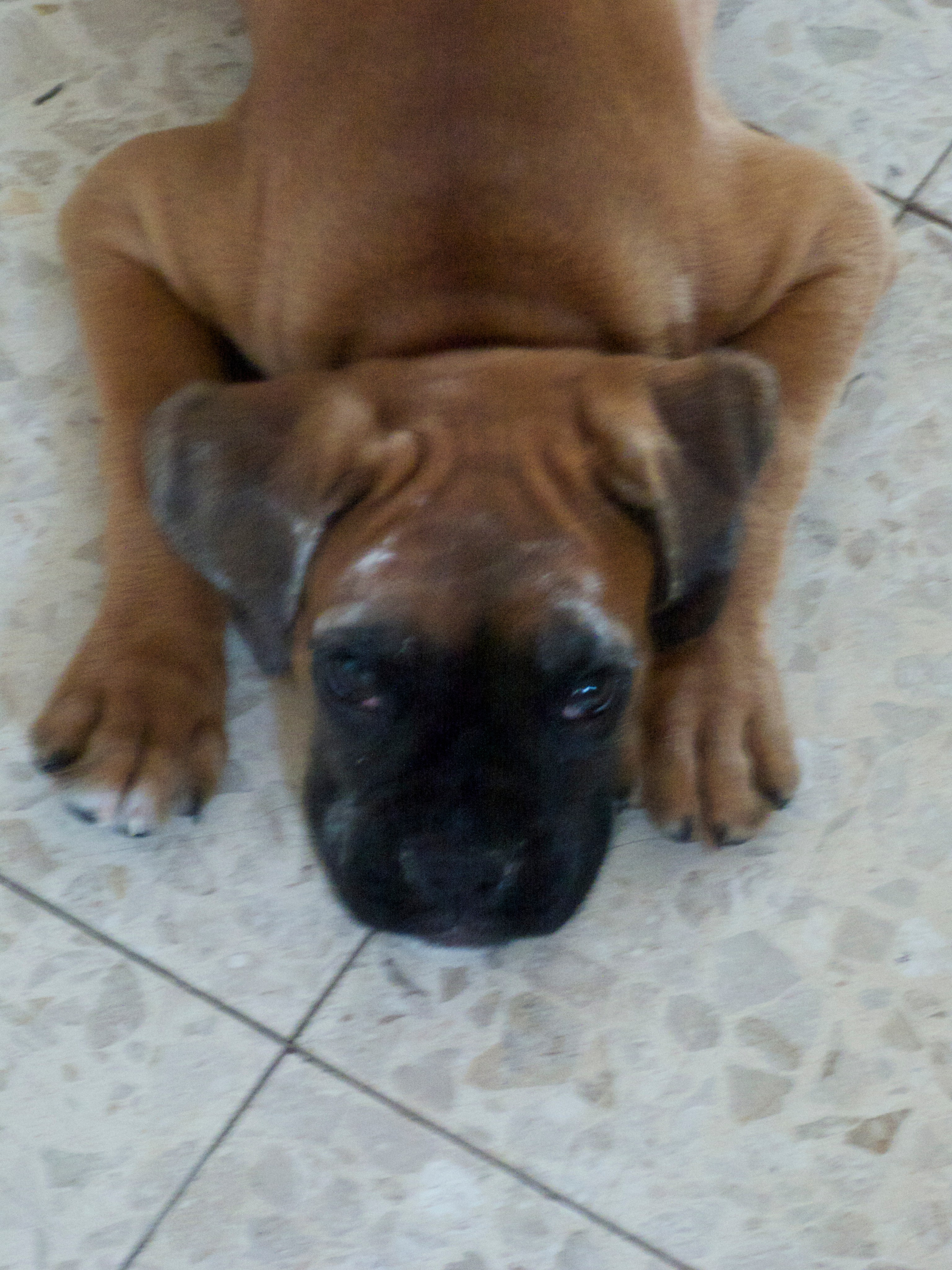 My ״Star״ Boxer Dog