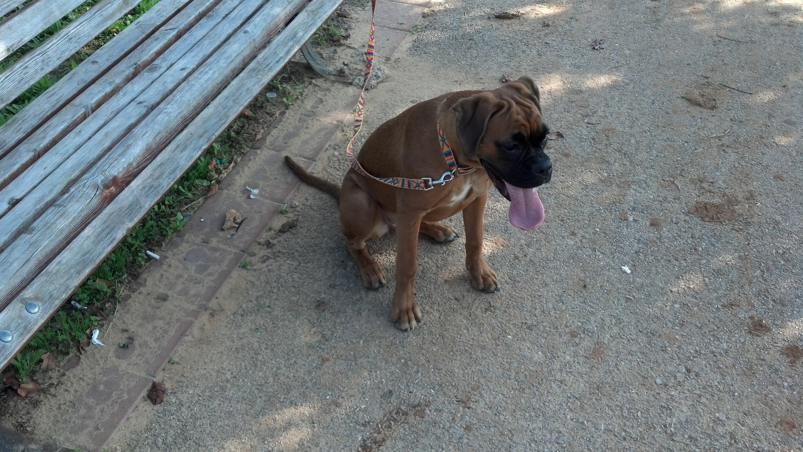 My ״Star״ Boxer Dog