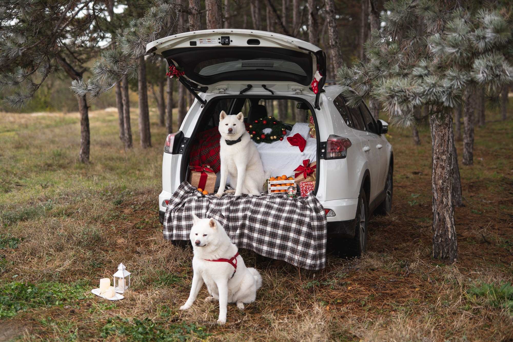 Lime hub. Fotograf in Bulgarien Katerina Zubkova