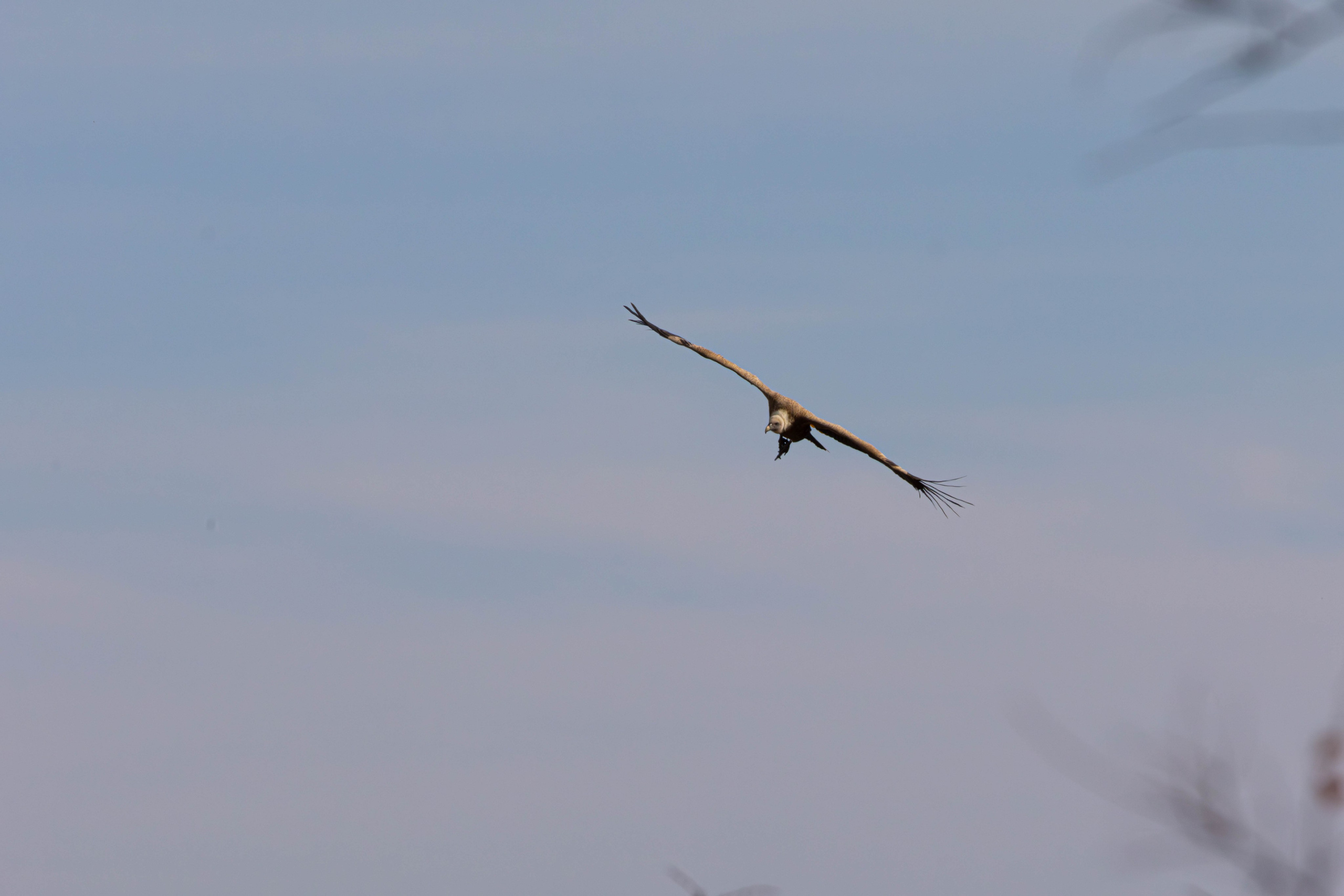 სამშვილდე. FramefreeMan