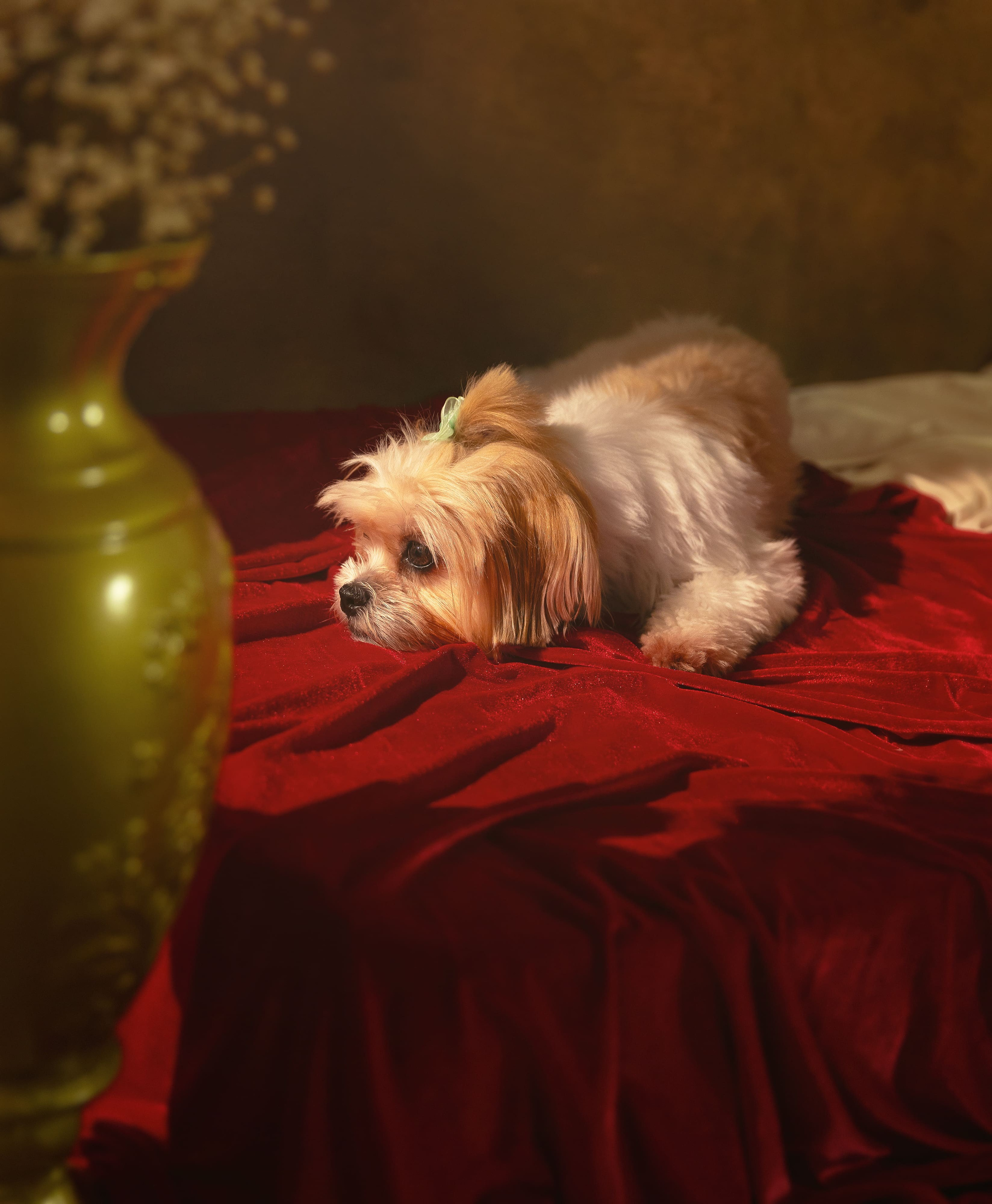 Ensaio Fotografico com pets artistico