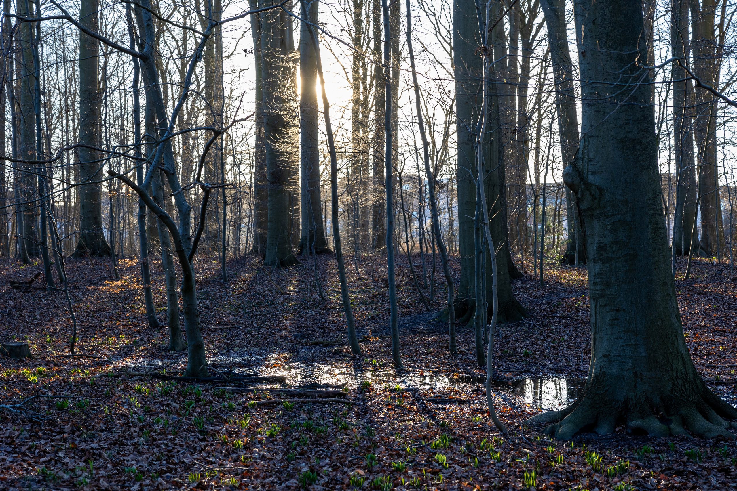 Forår. Fotograf Aarhus | Portrætfoto Århus | Flotte billeder