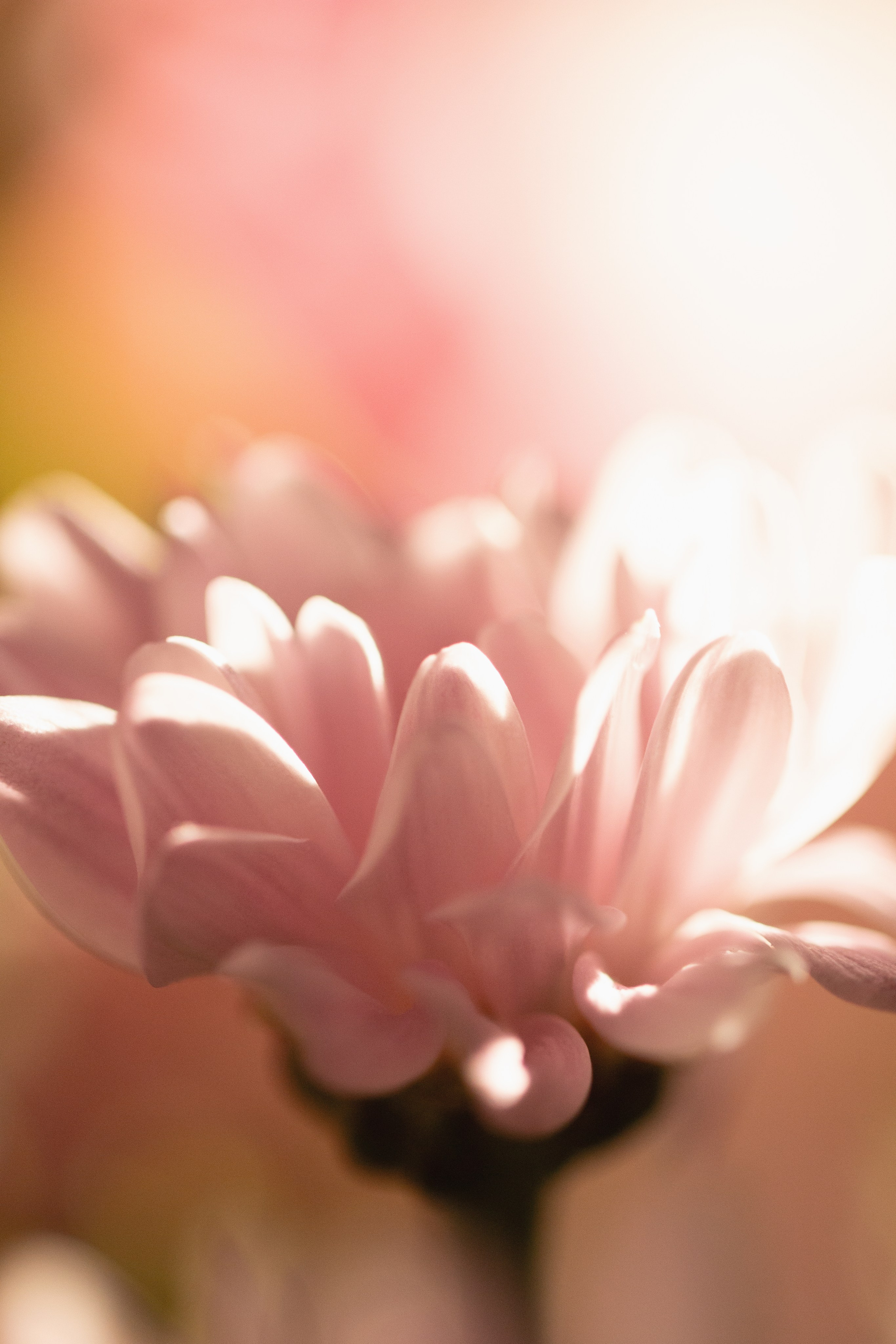 Cluster of pale pink blossoms captured in dreamy soft-focus with light bokeh for a romantic floral mood