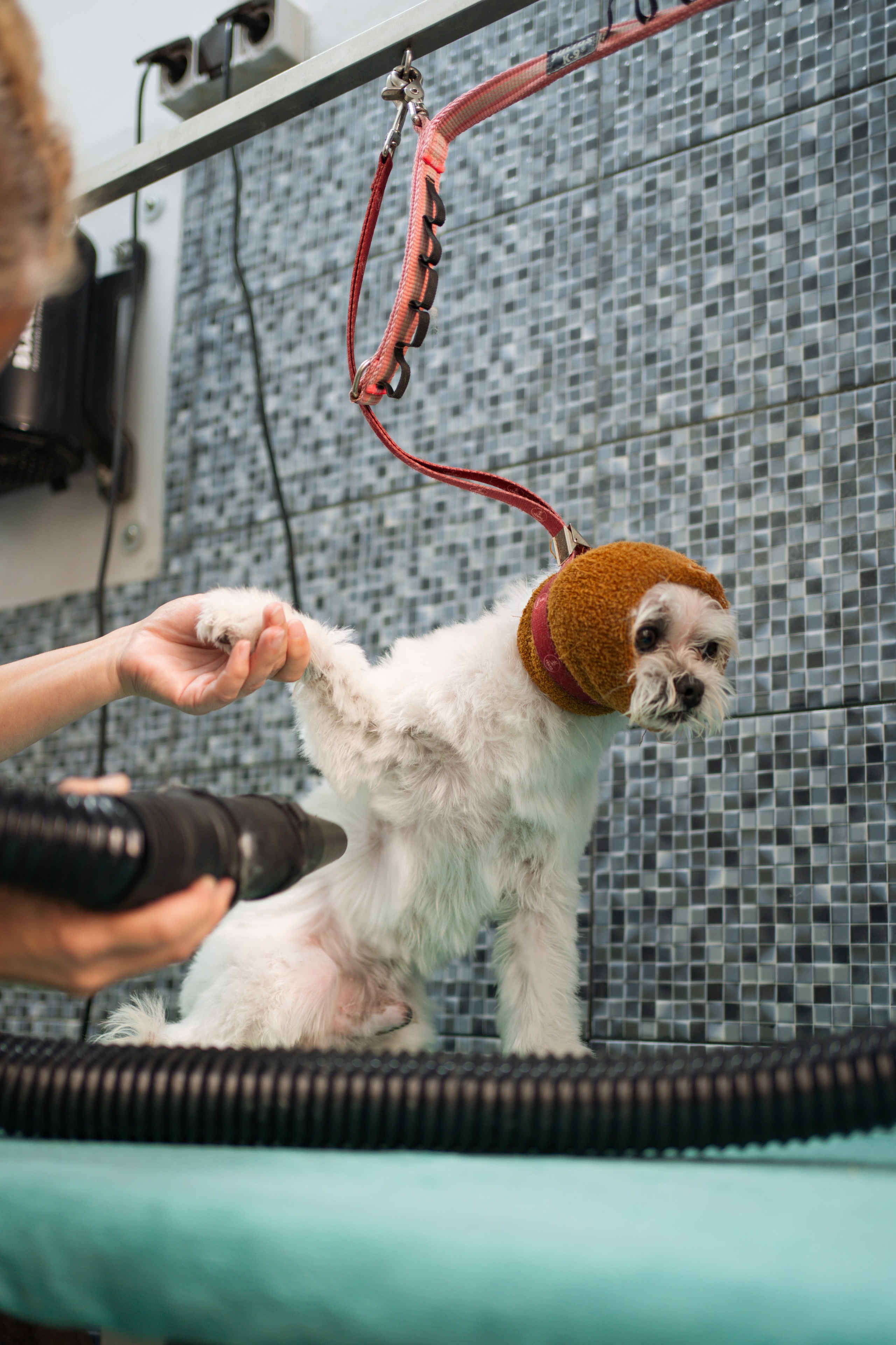 PetGroom Timisoara. Cozac Cristian Photographer
