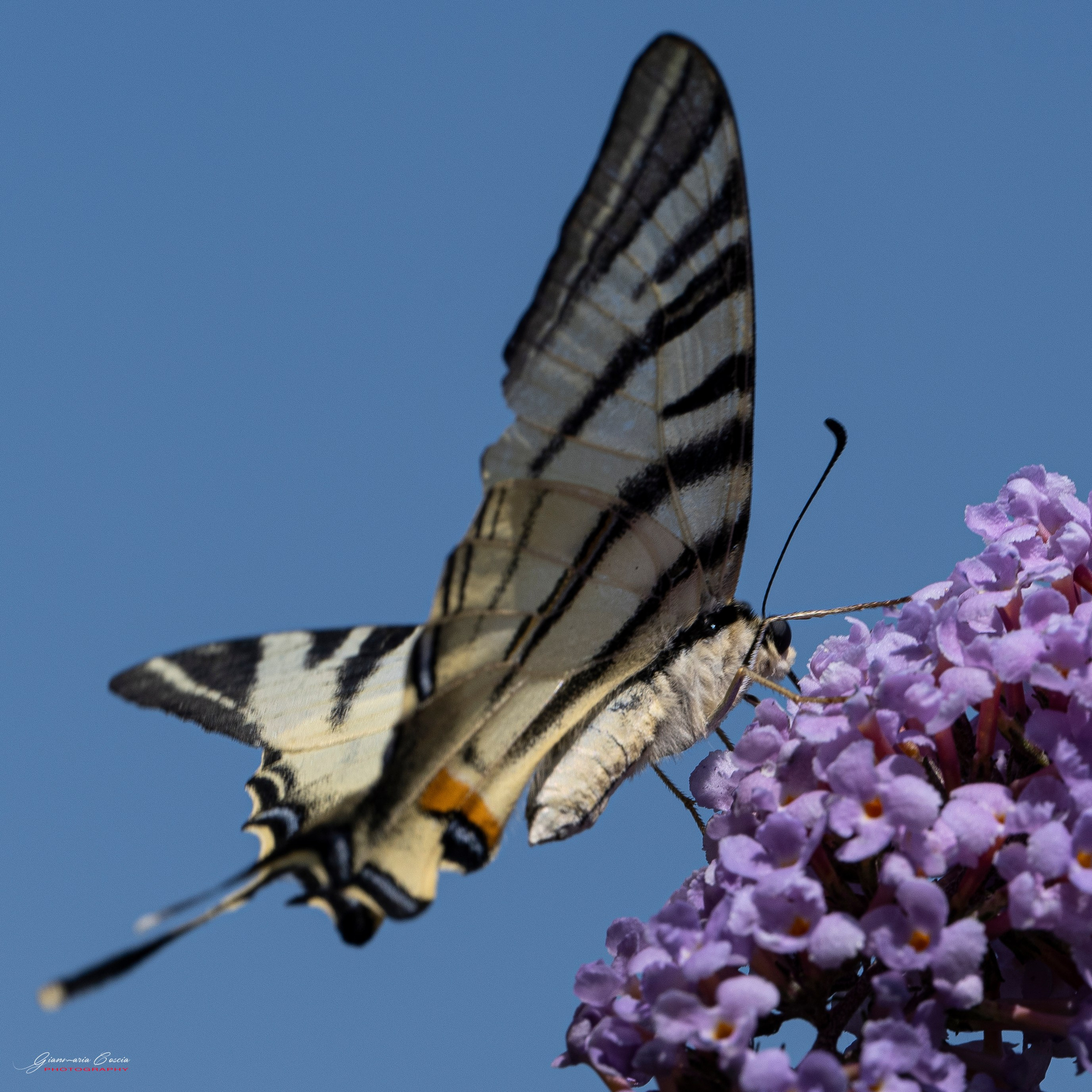 Farfalle. “Gianmaria Coscia fotografo per passione”