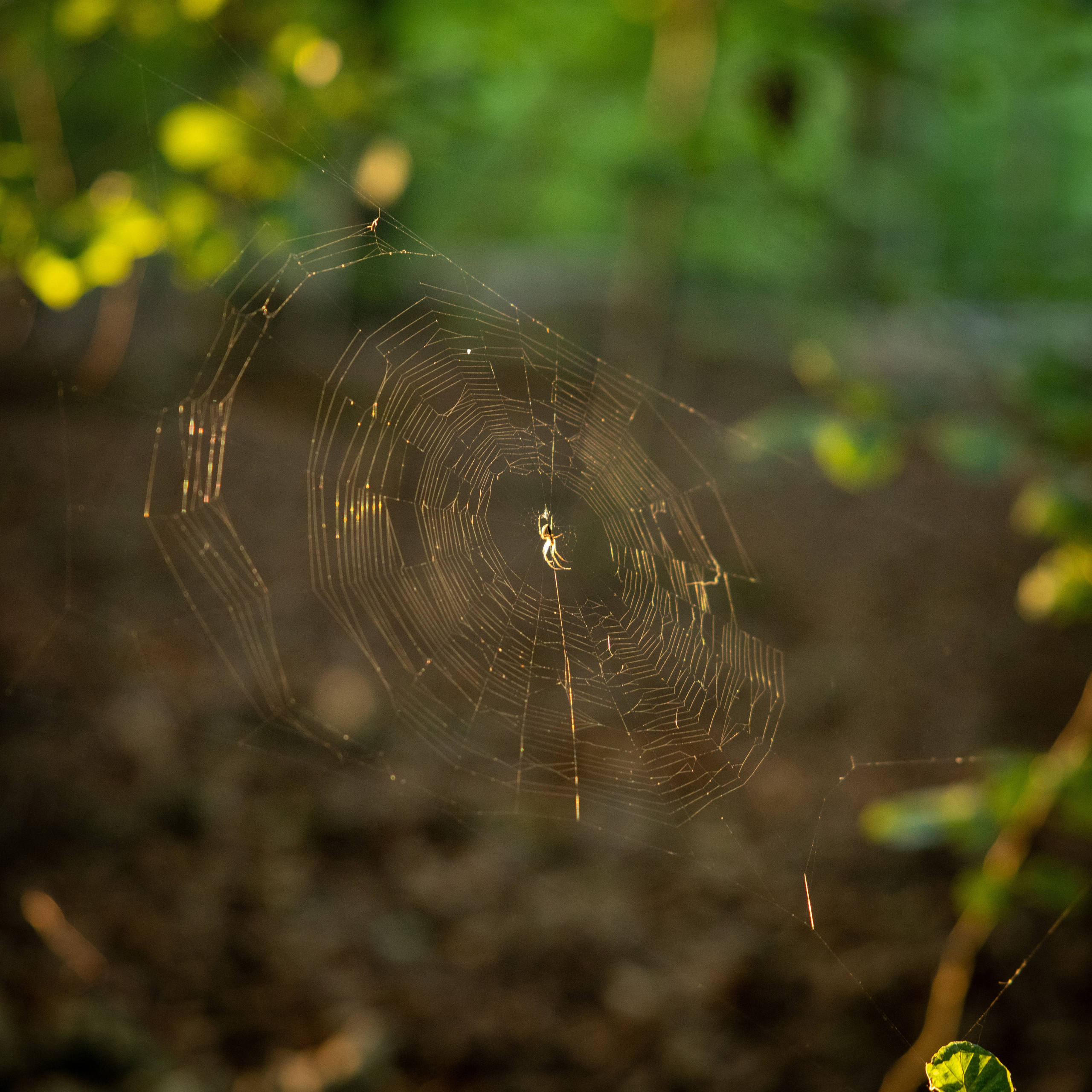 Sommer. Fotograf Aarhus | Portrætfoto Århus | Flotte billeder