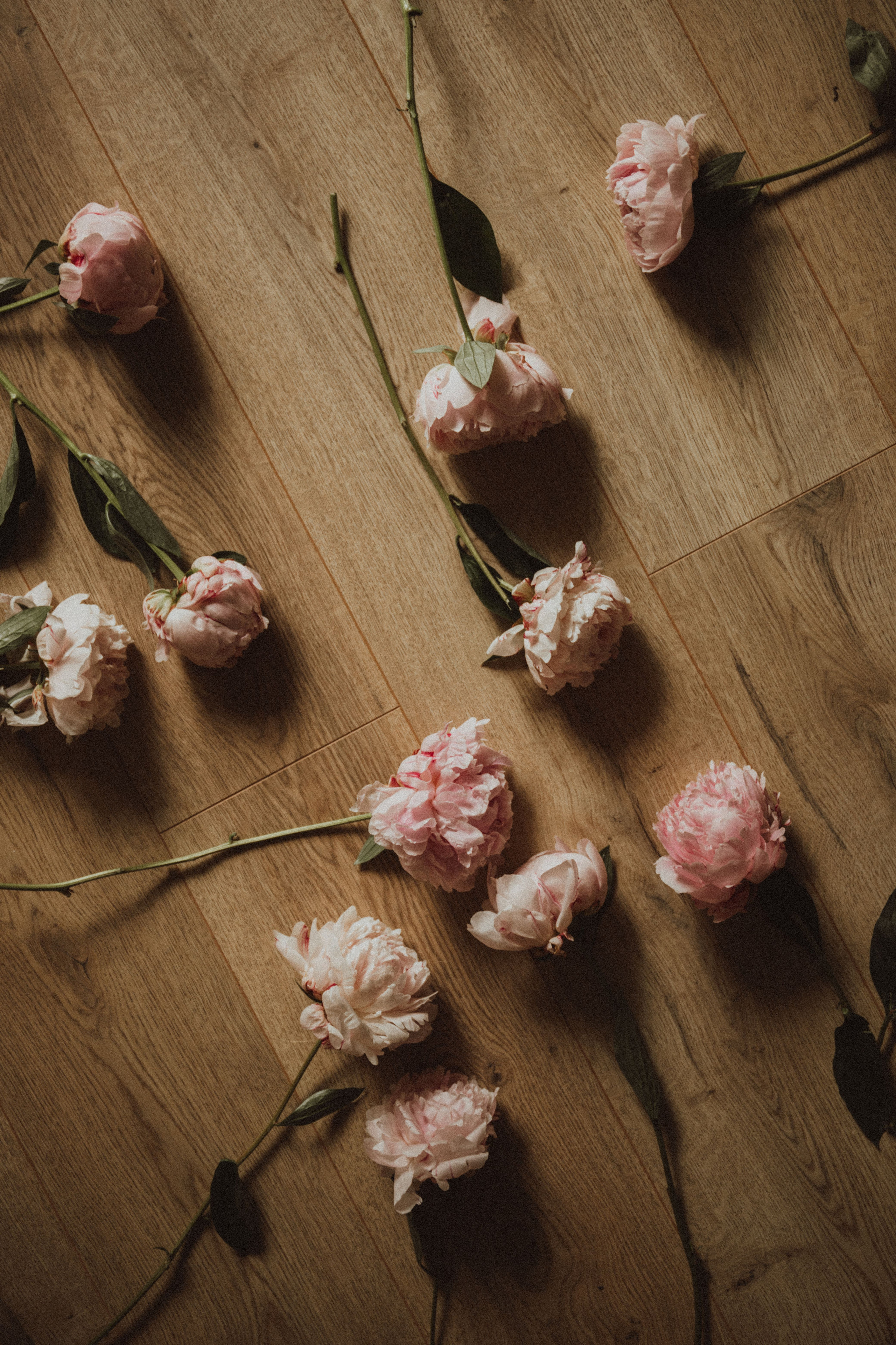 DARYNA. Fotograf Mykhalchuk Inna Kraków