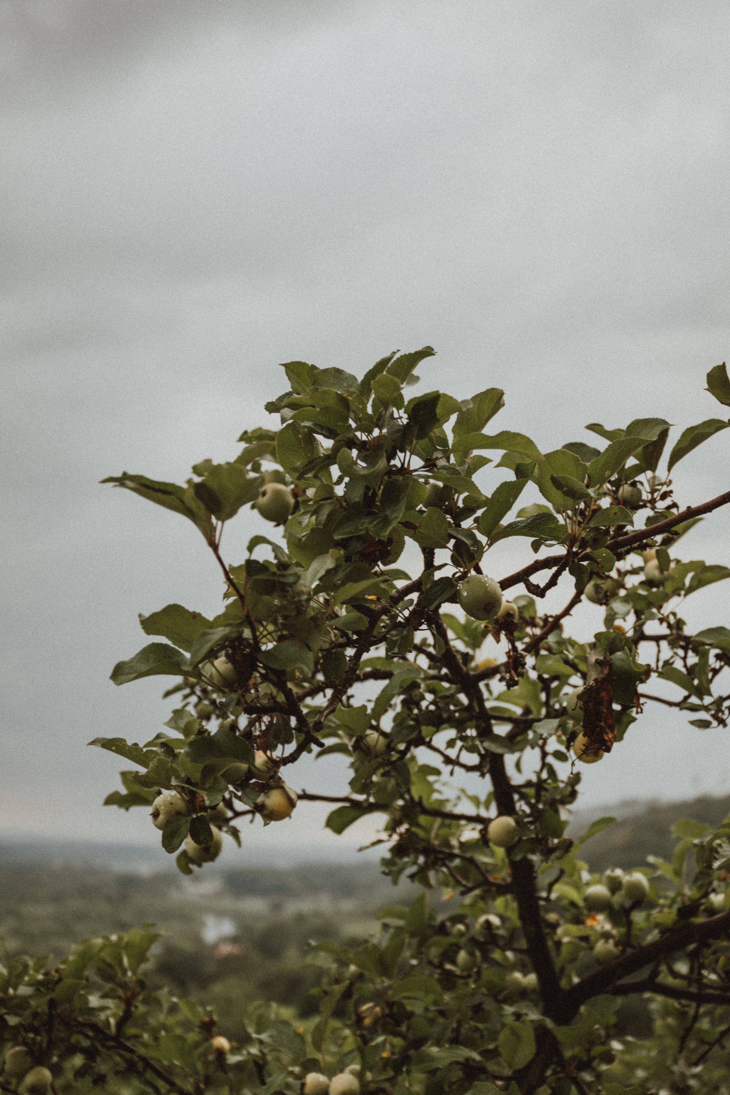 Oleg Mariana. Fotograf Mykhalchuk Inna Kraków