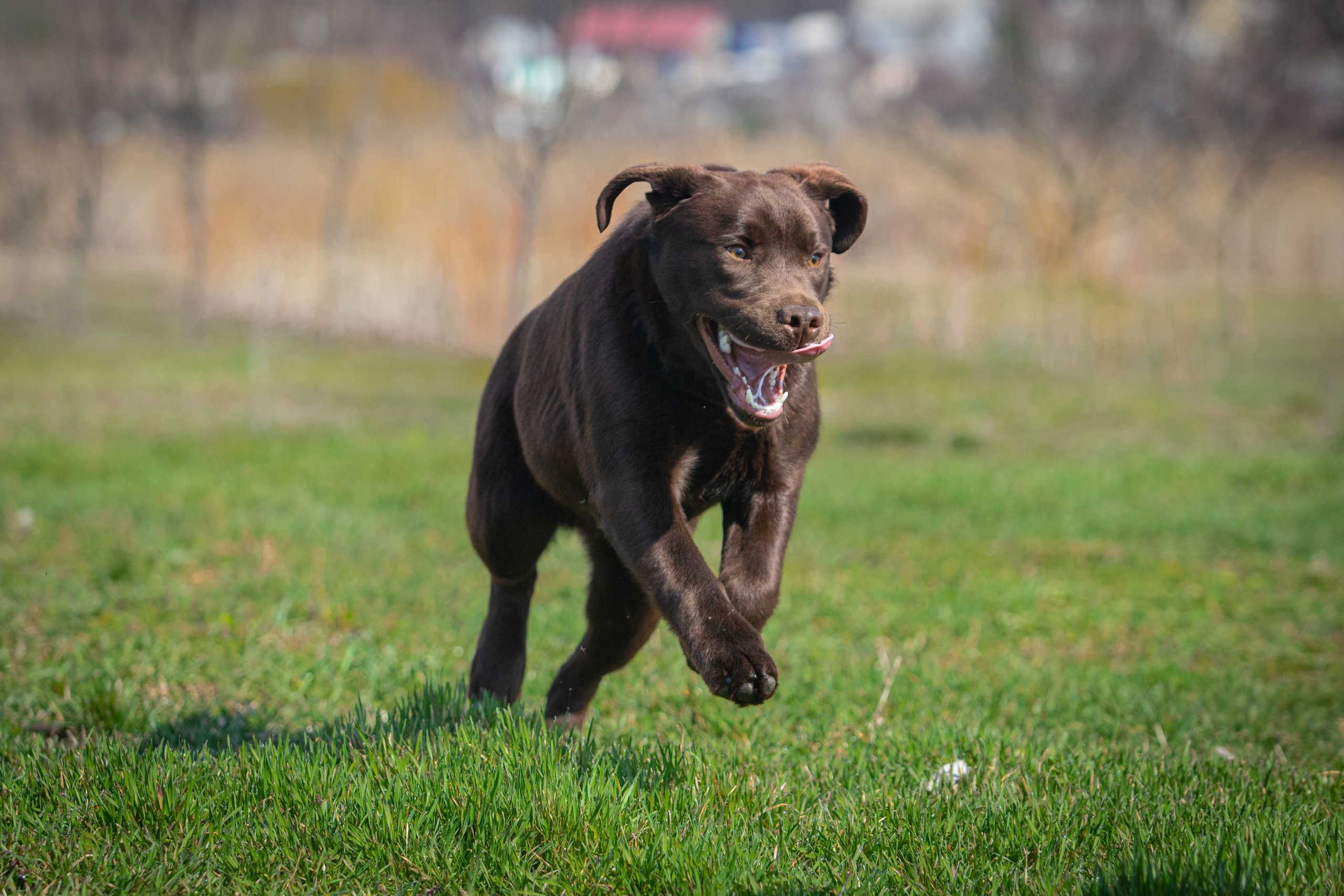 Sky. Цуценята лабрадор ретривера, Дніпро, Україна