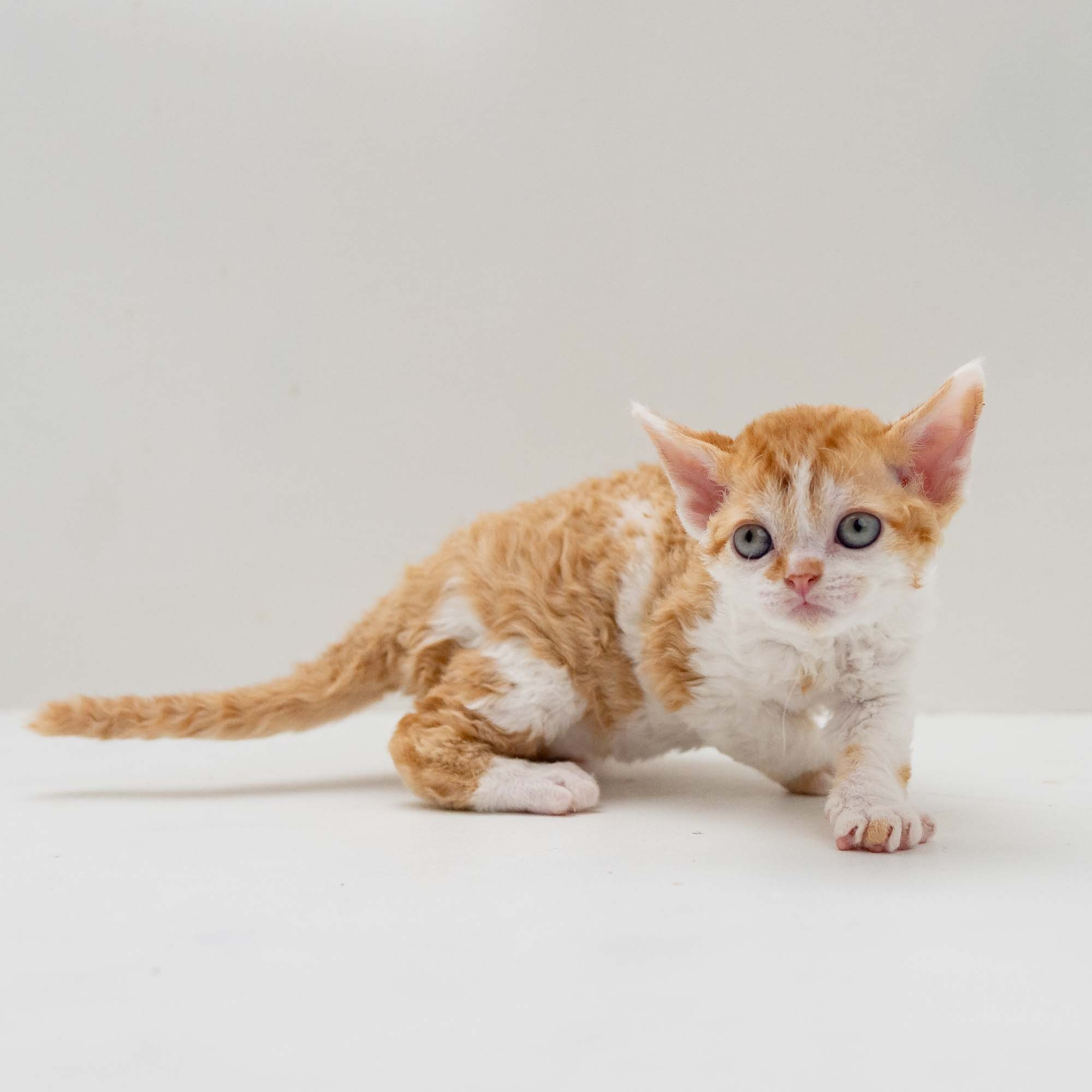Gary,  boy, born on 01.18.25. Devon Rex Pixie Cattery