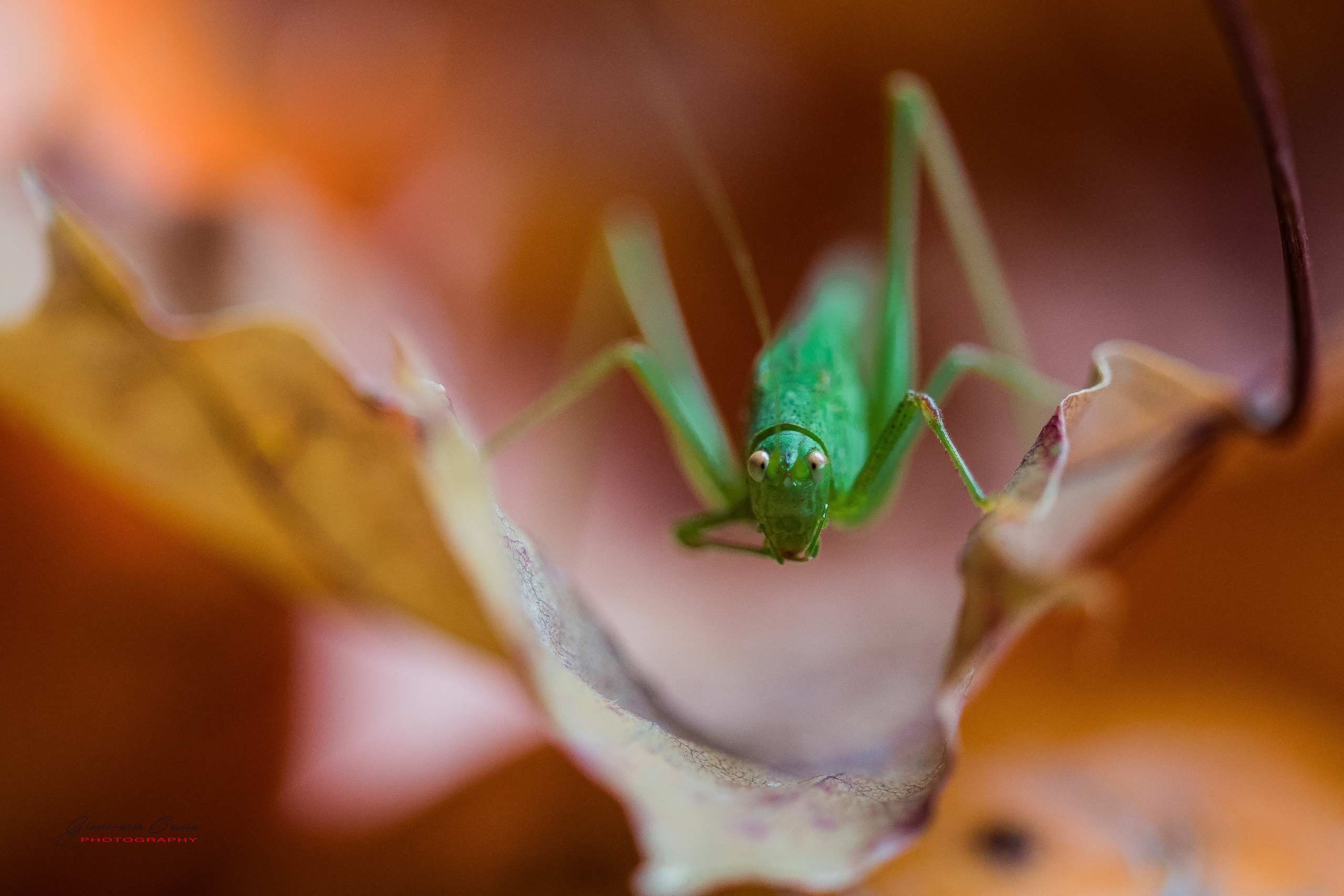 Insetti Simpatici. “Gianmaria Coscia fotografo per passione”
