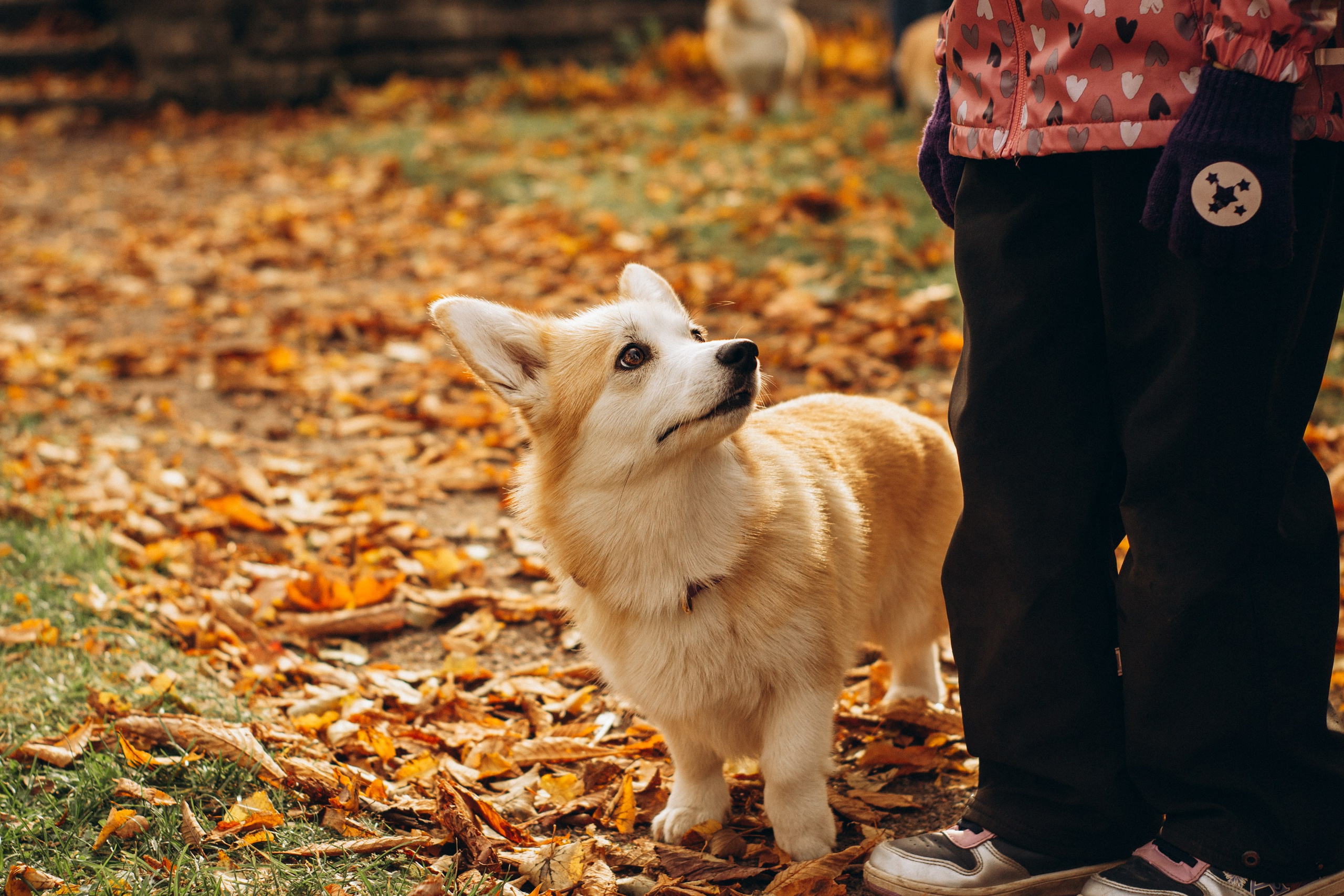 Corgi party, october. Kat Laisaar — Pet photographer in Tallinn