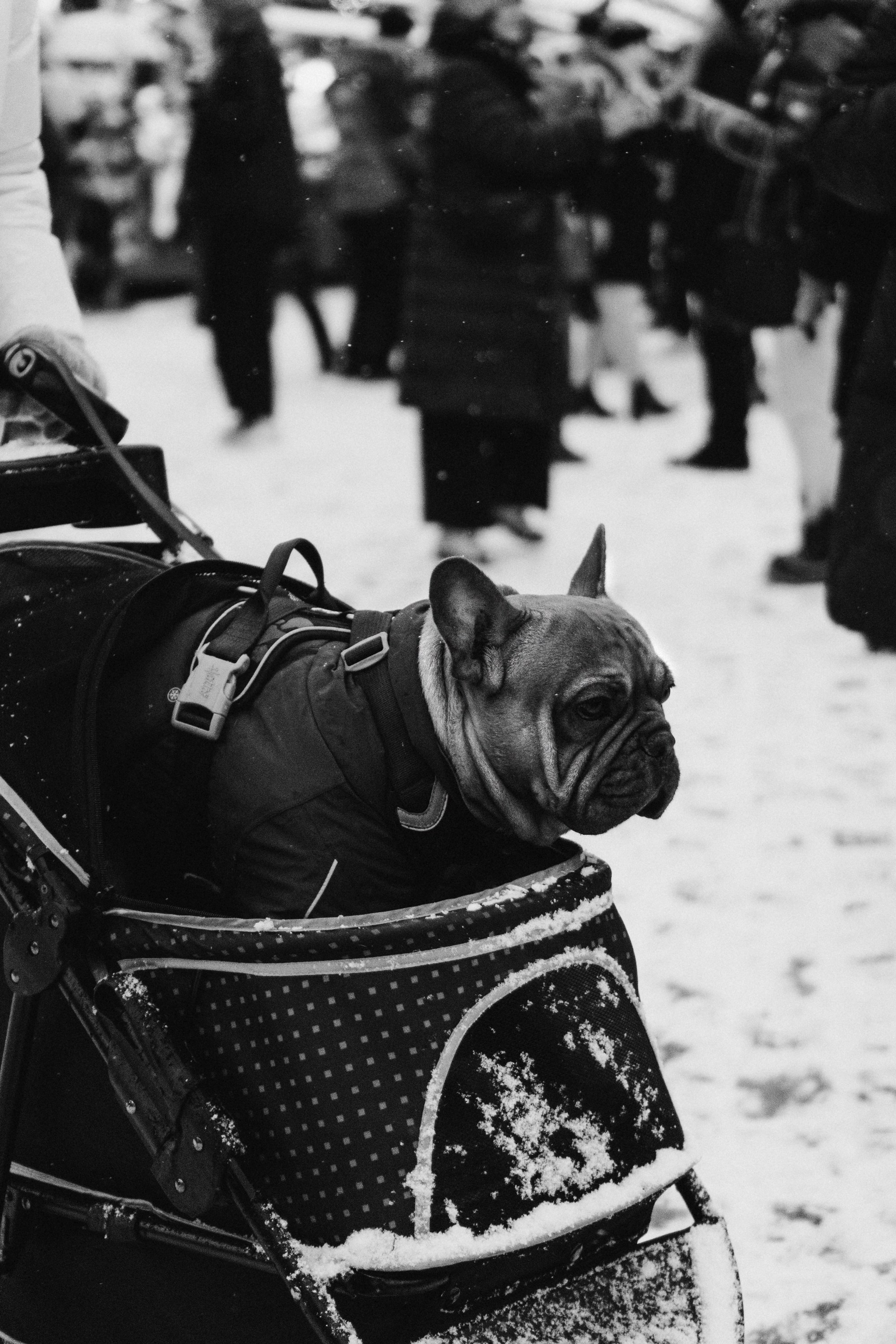 Dog Street Photography in Estonia. Kat Laisaar — Pet photographer in Tallinn