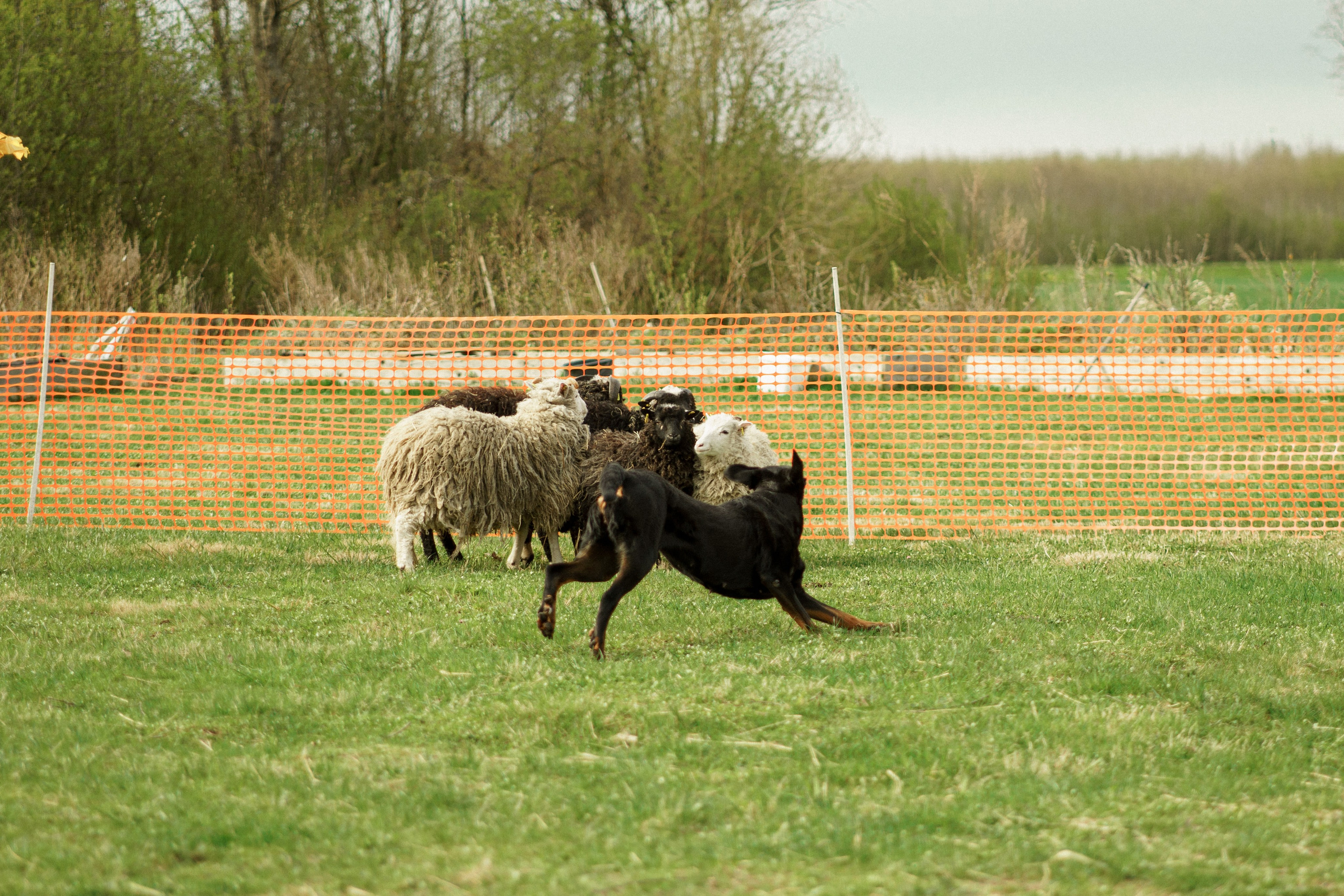Herding Days, 26 apr. 2025. Kat Laisaar — Pet photographer in Tallinn